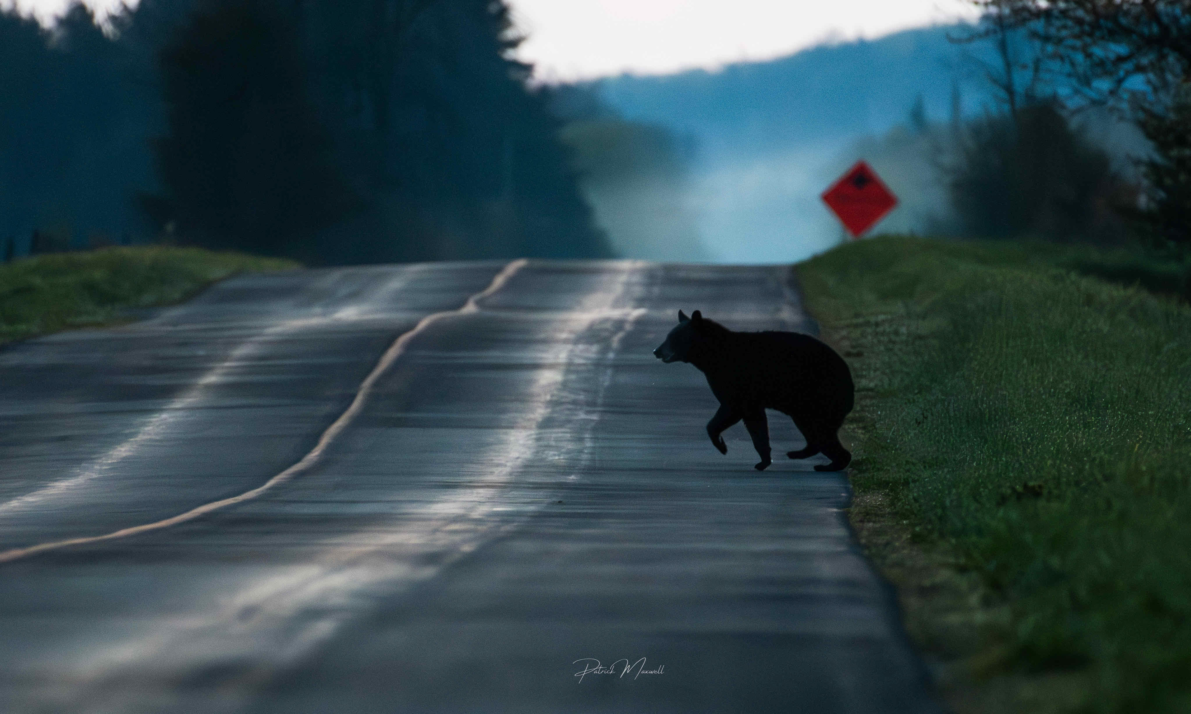 Black Bear