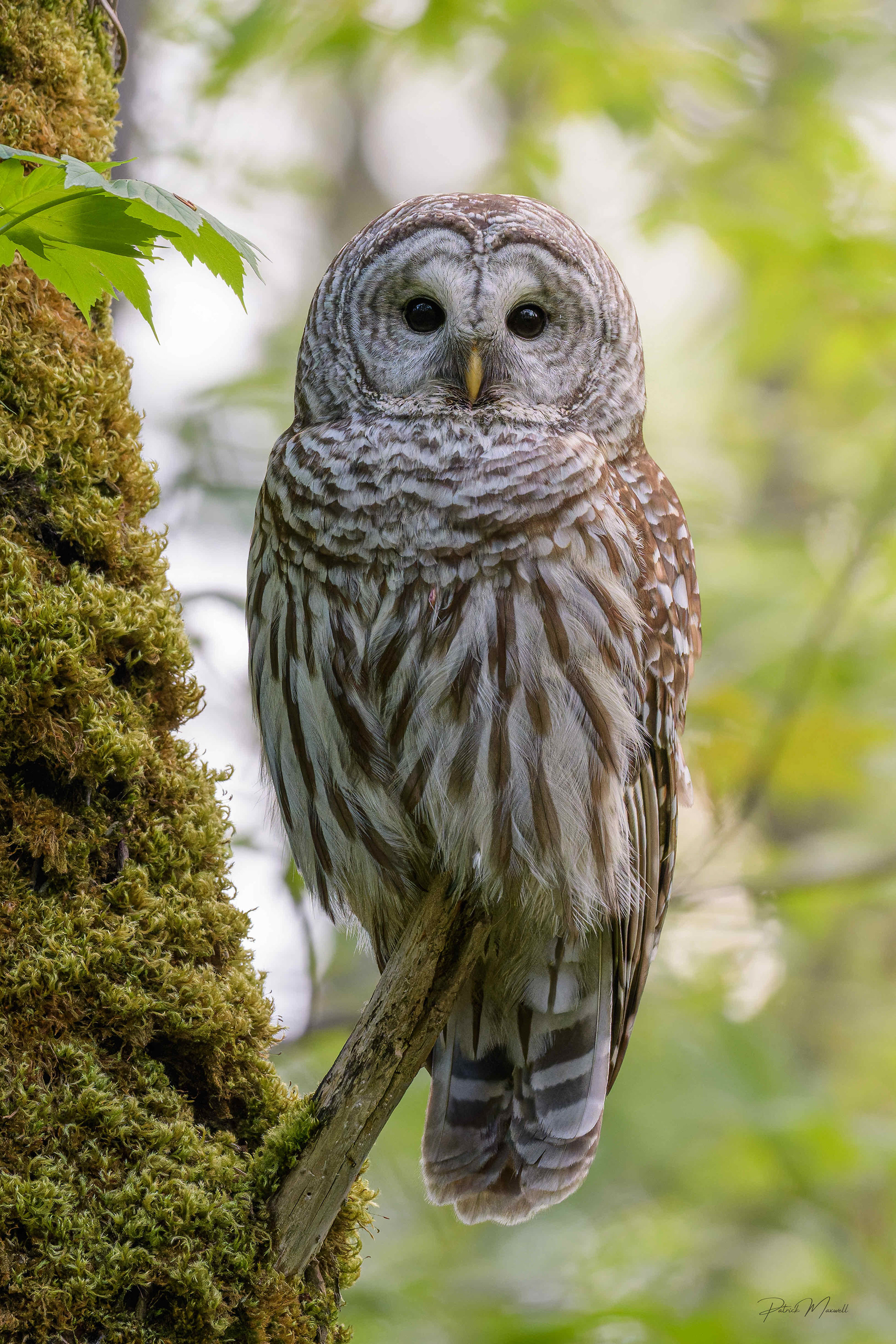 Barred Owl