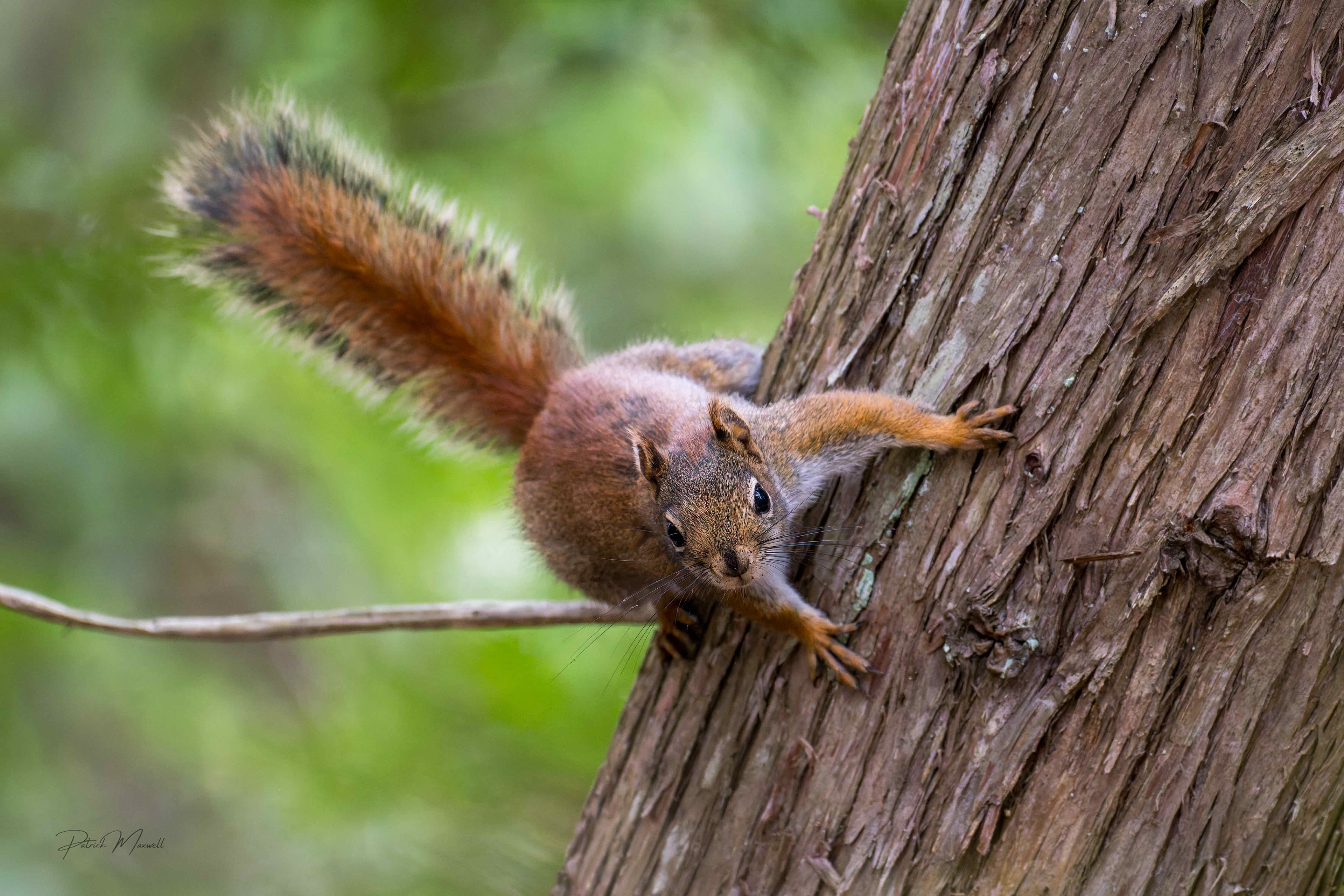 American Red Squirrel