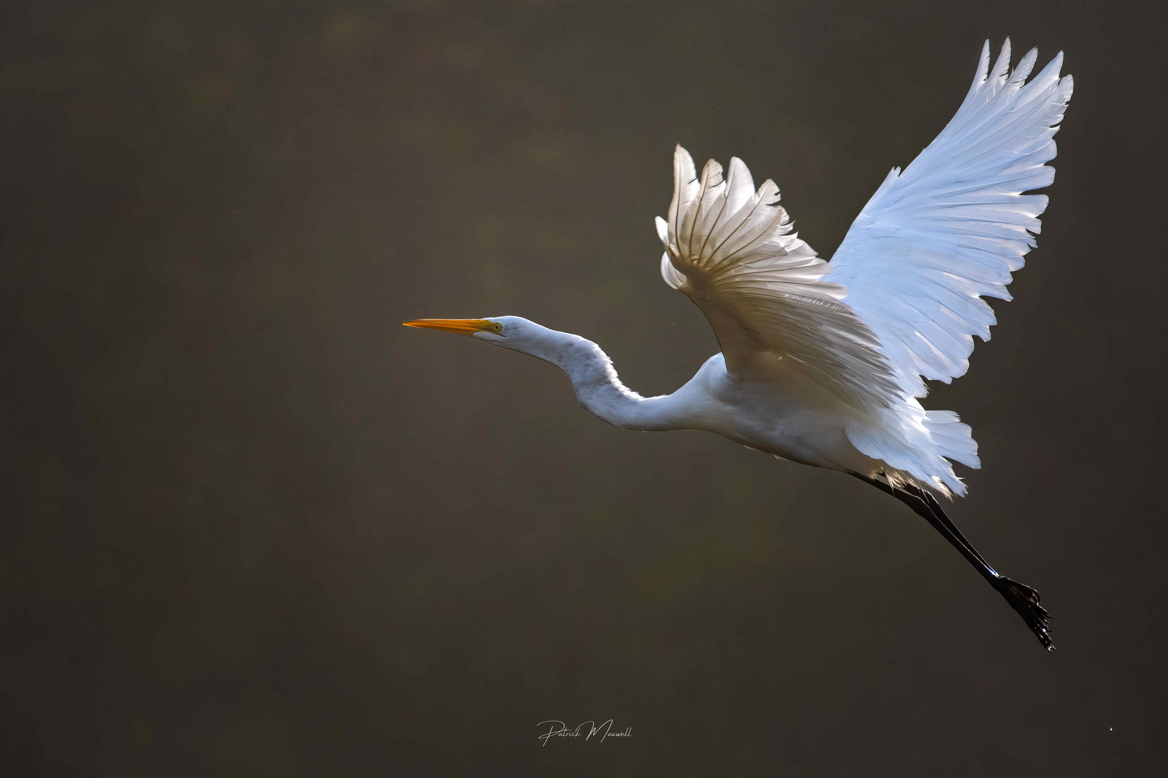 Great Egret