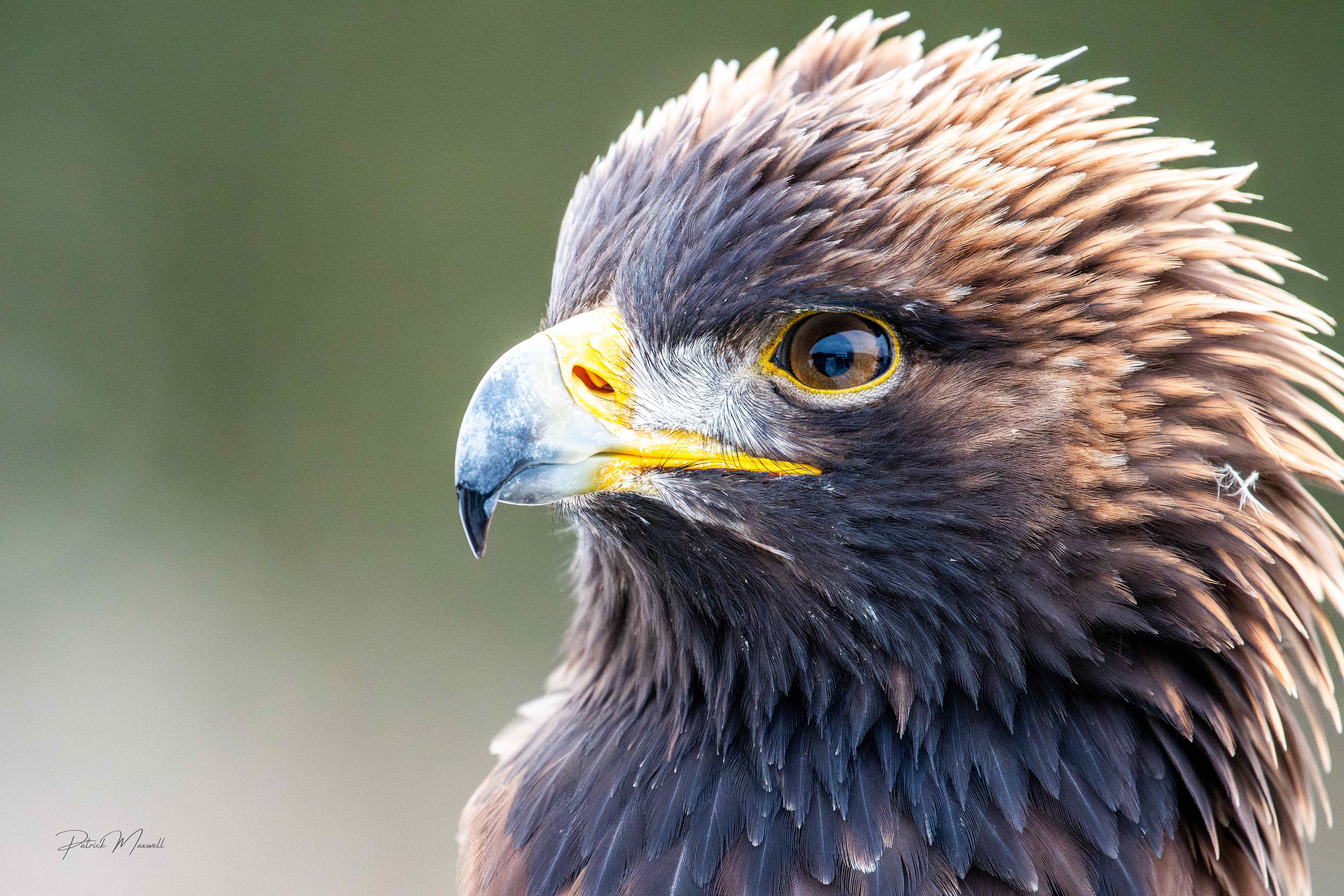 Golden Eagle