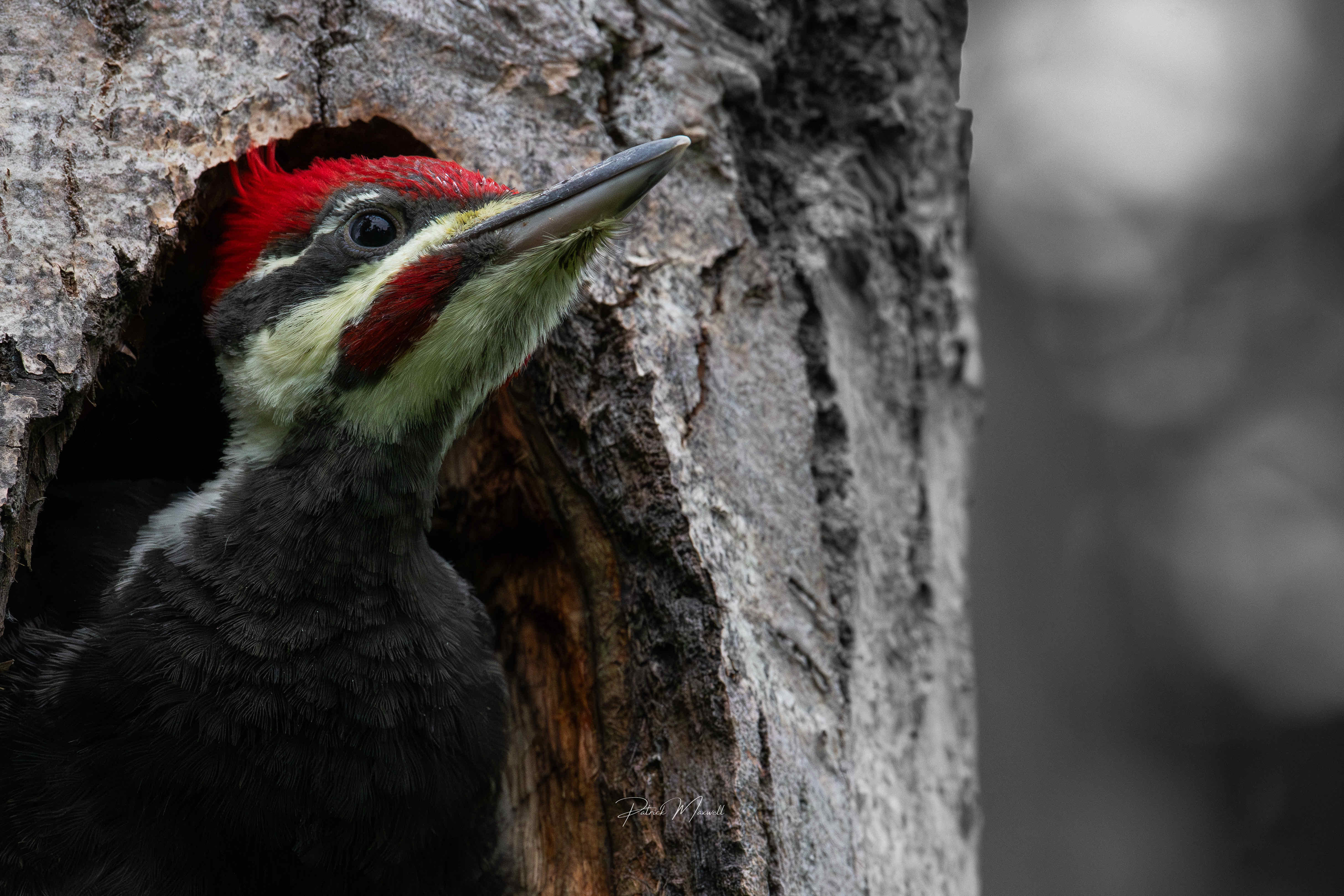 Fledgling Pileated Woodpecker