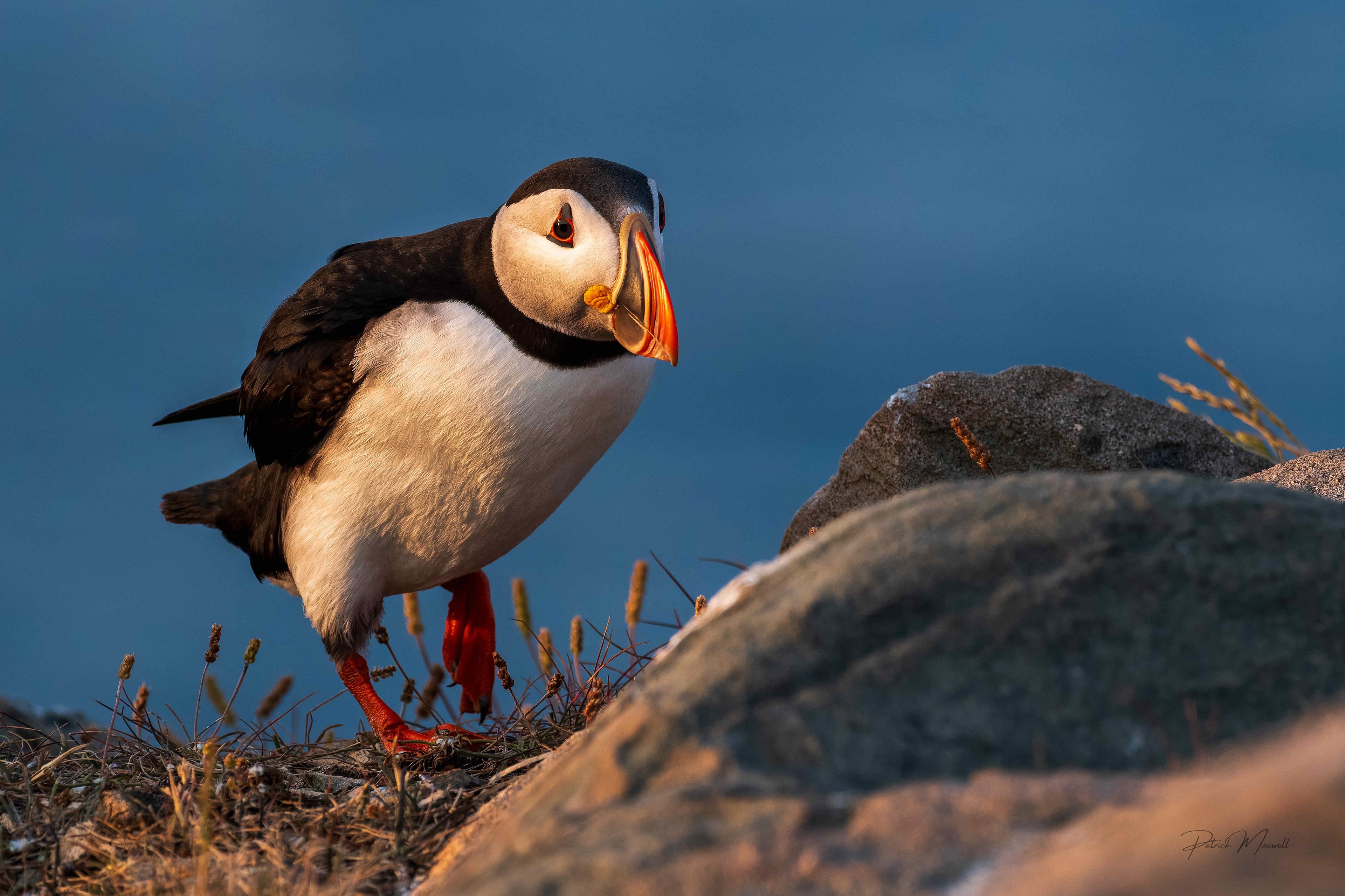 Atlantic Puffin