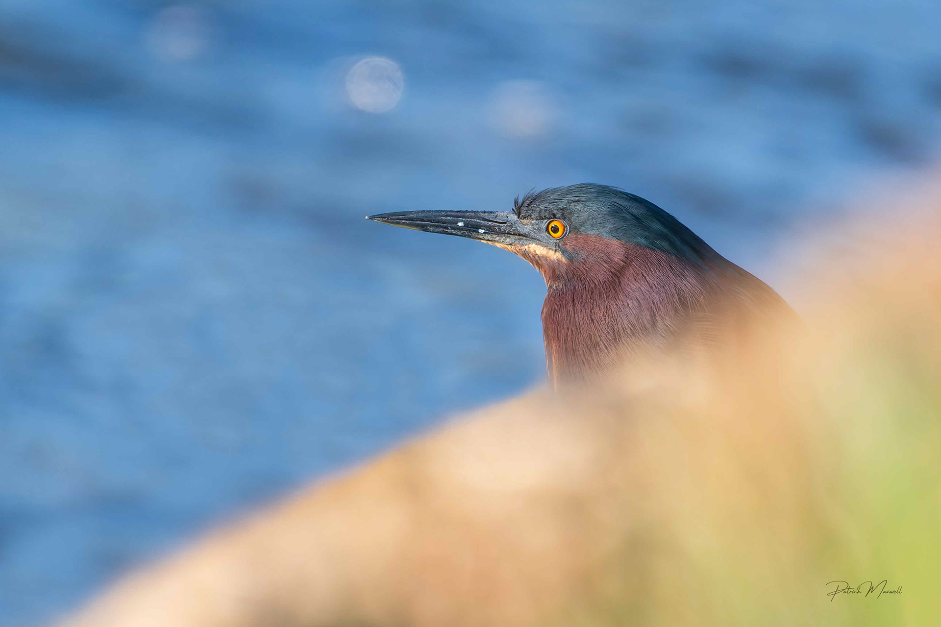 Green Heron