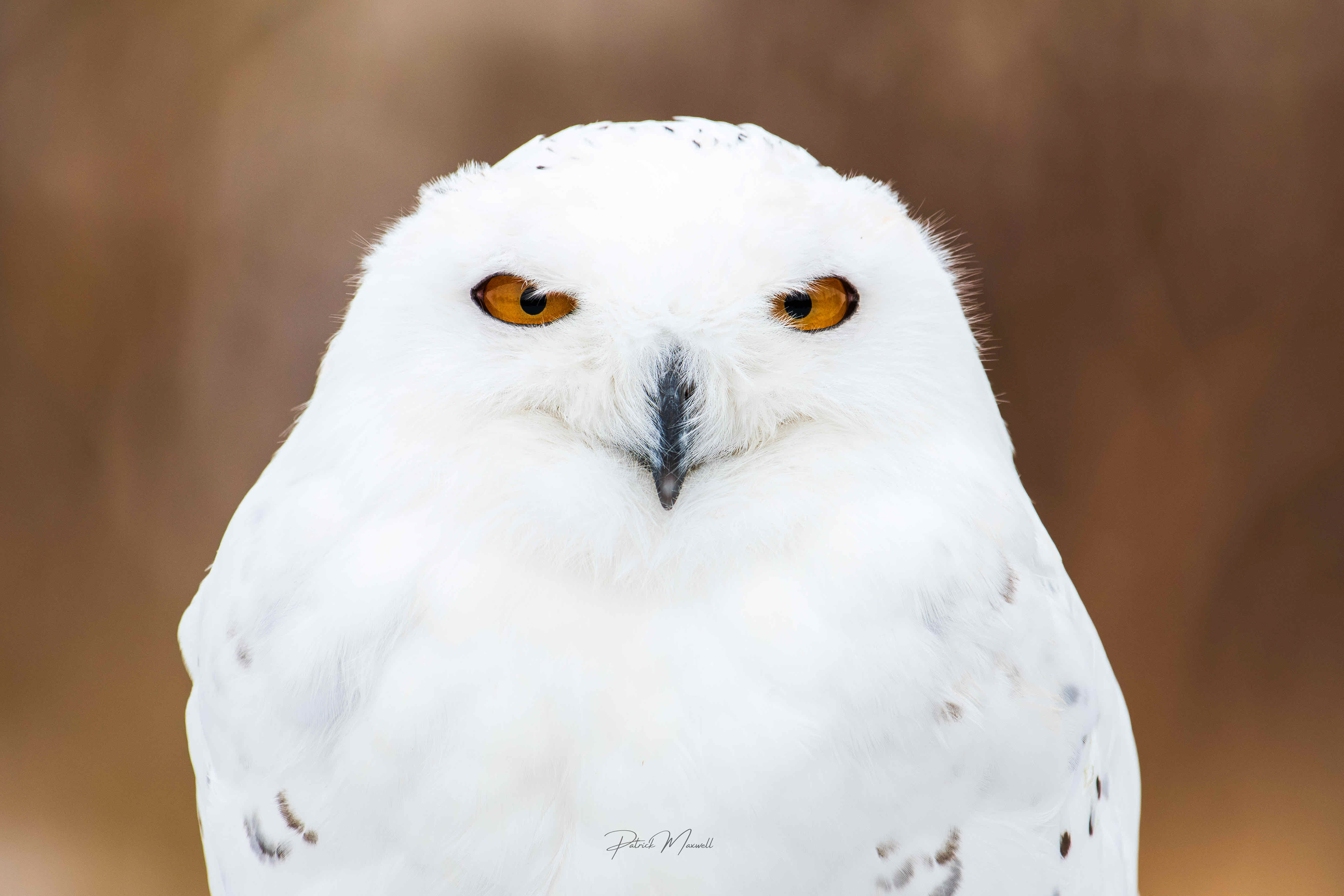 Snowy Owl