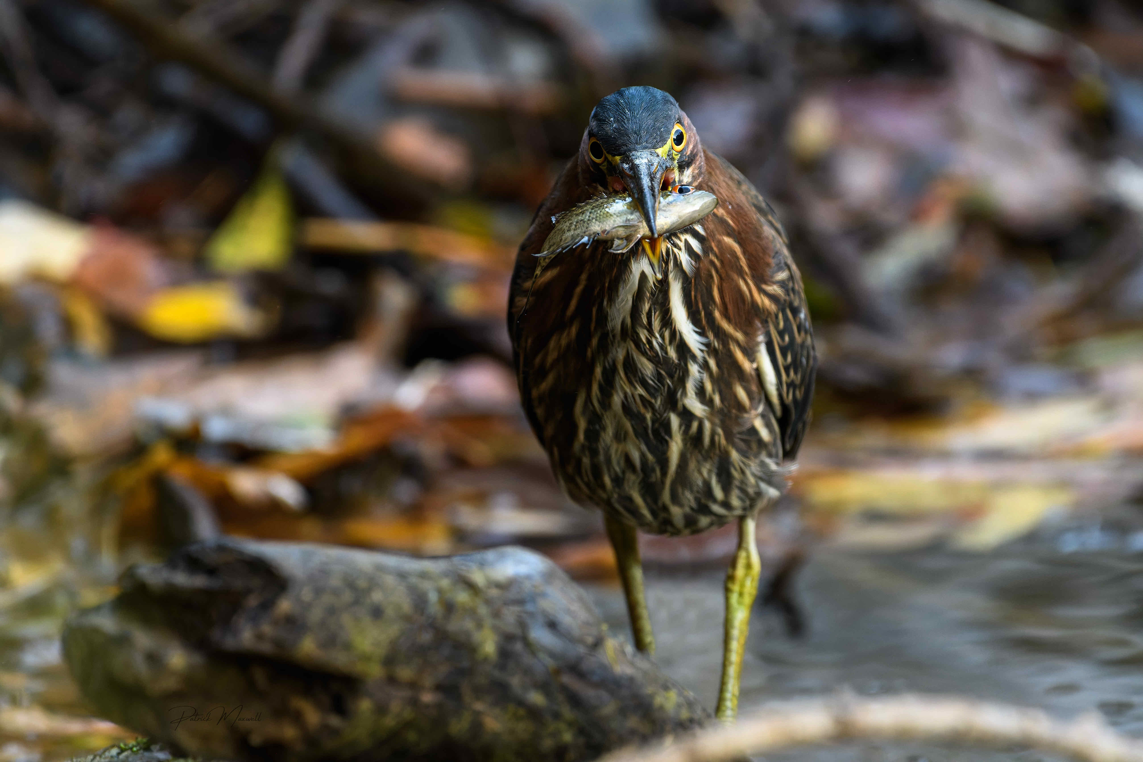 Green Heron