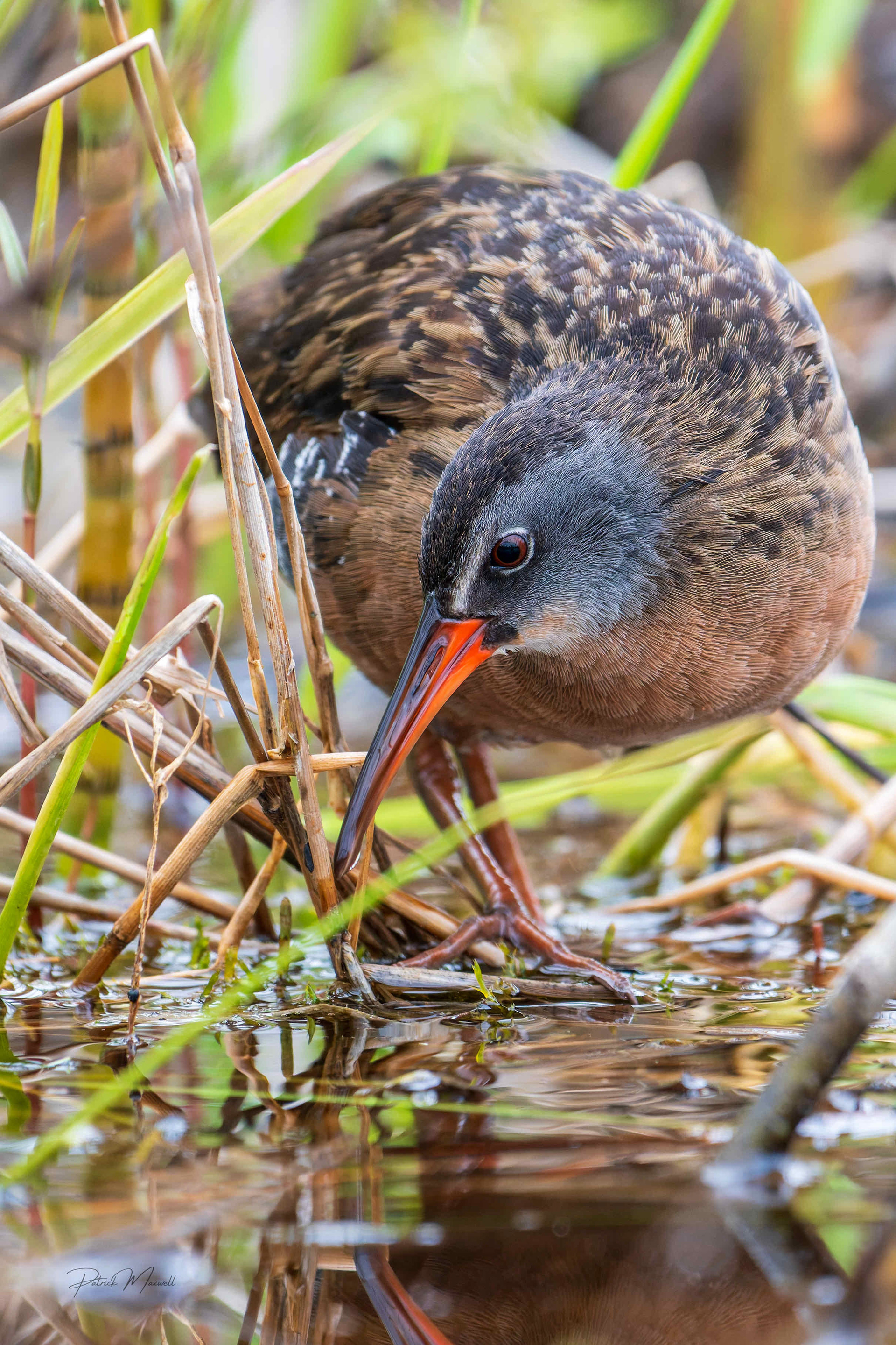 Virginia Rail
