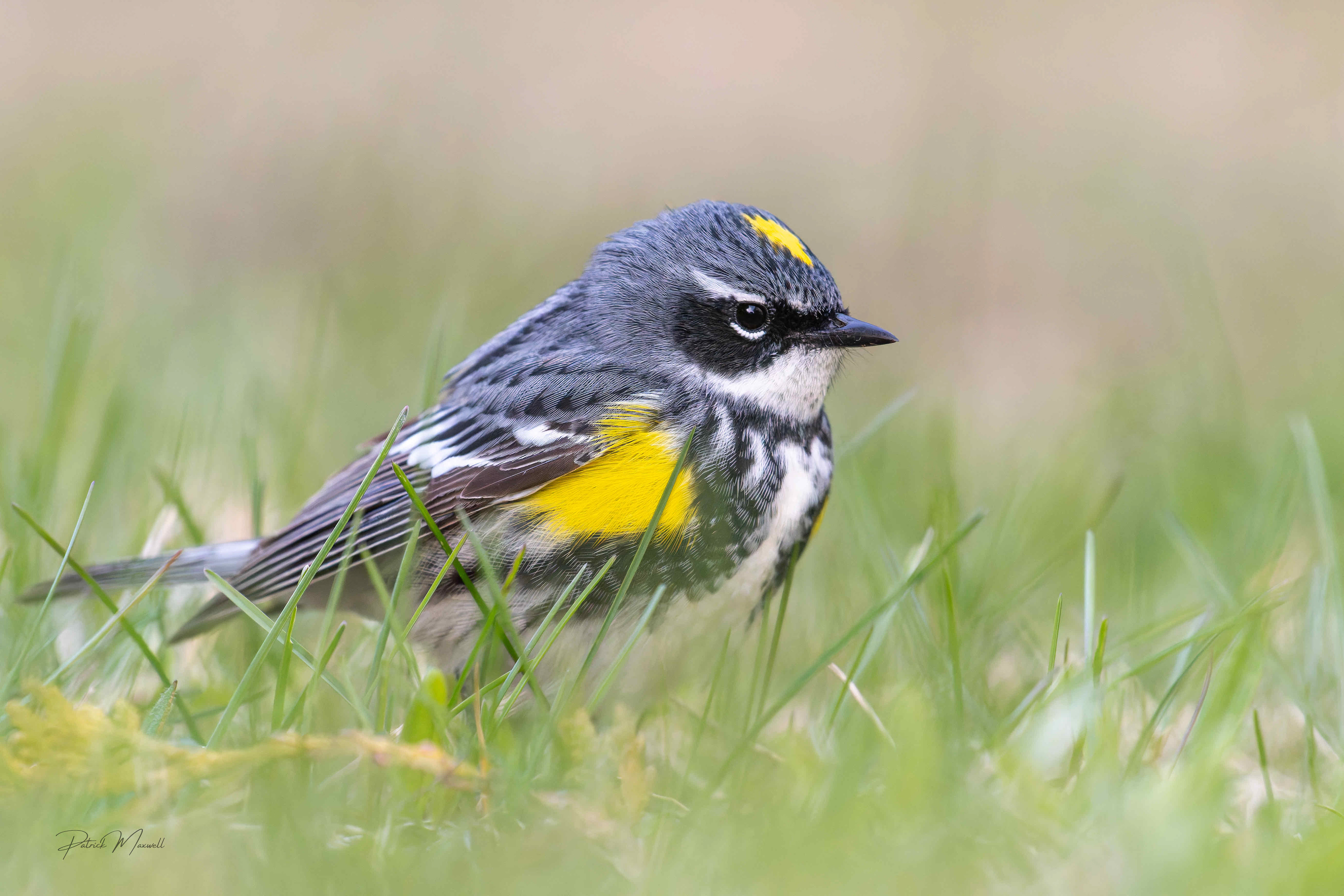 Yellow-rumped Warbler