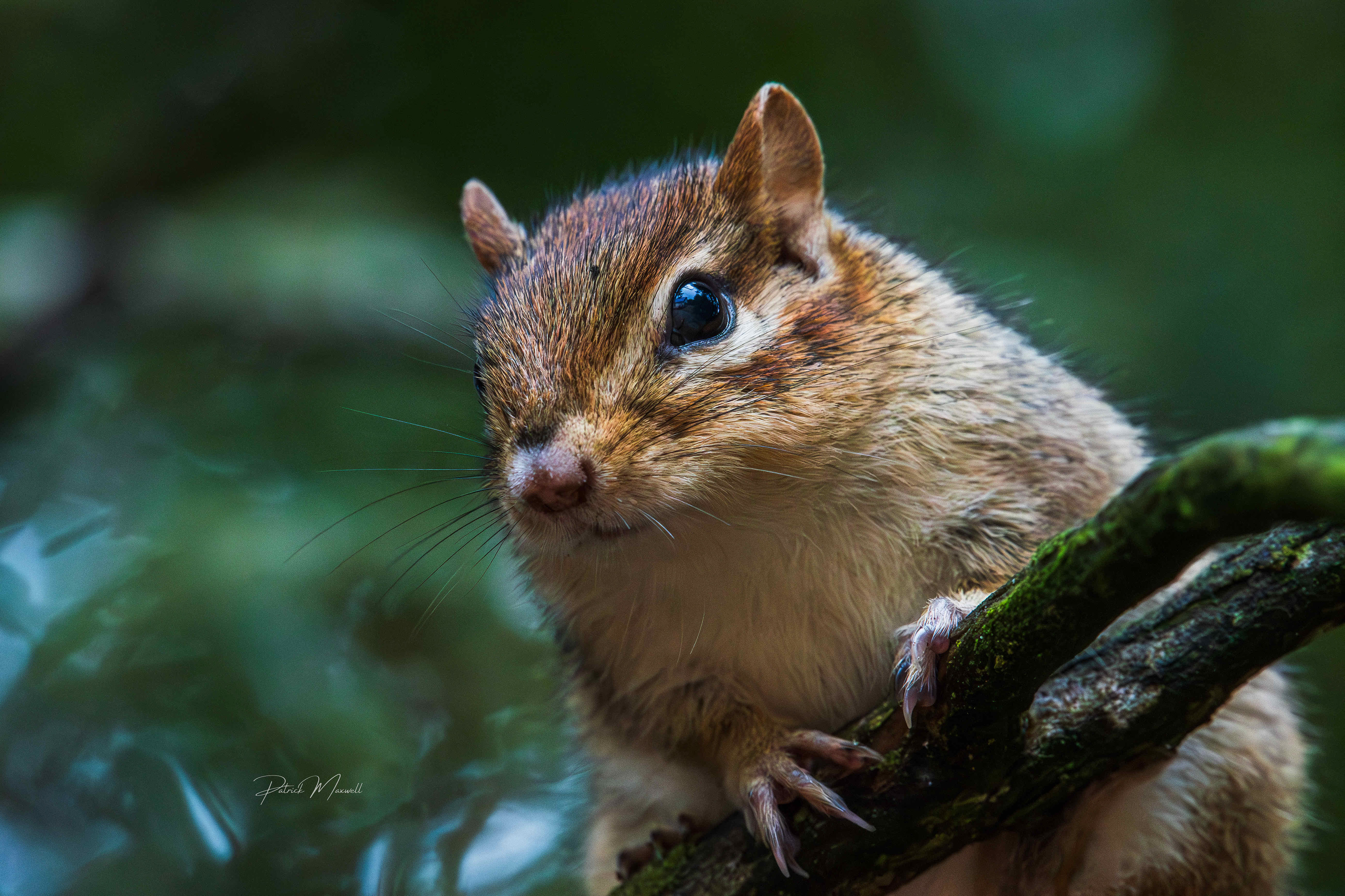 Eastern Chipmunk
