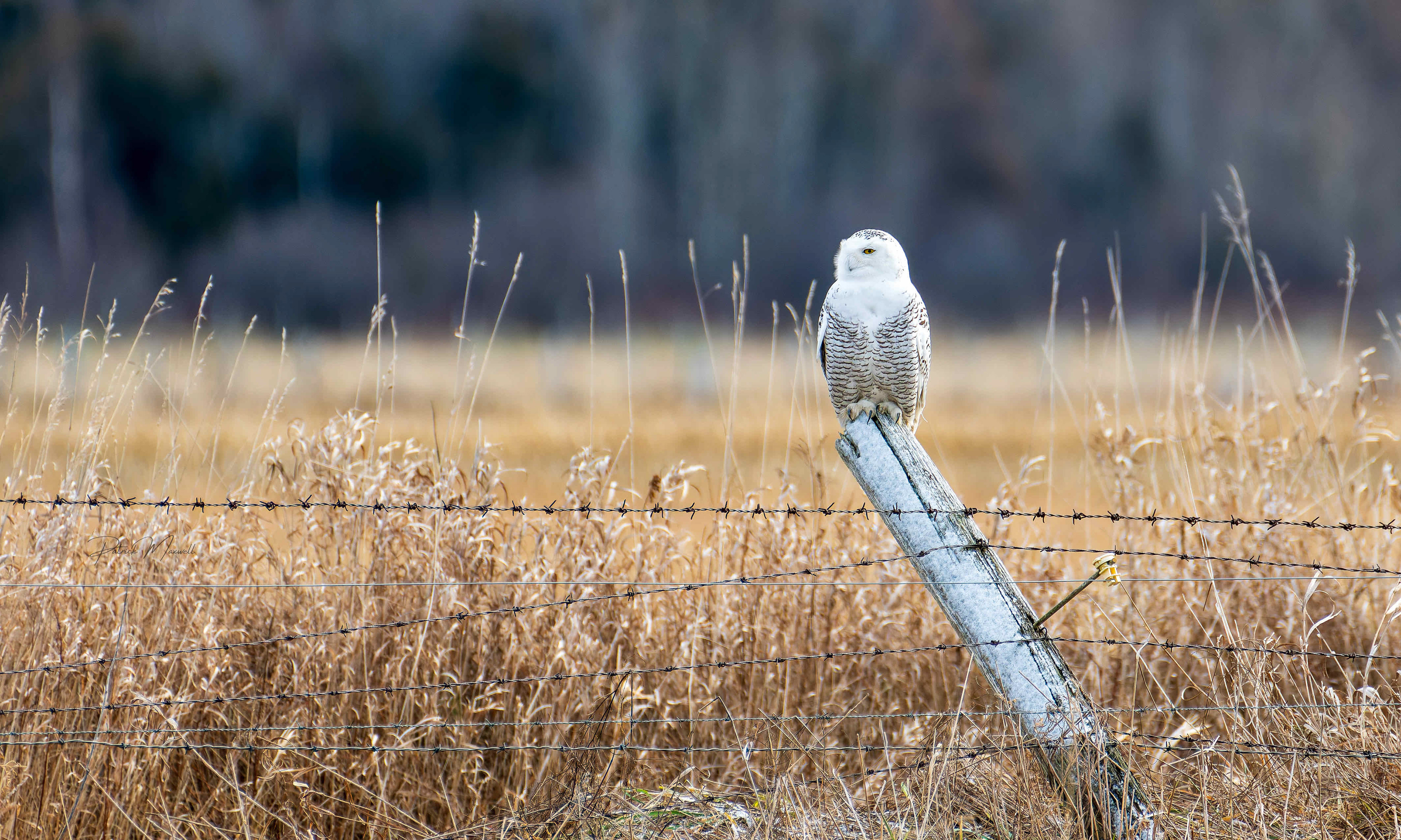 Snowy Owl