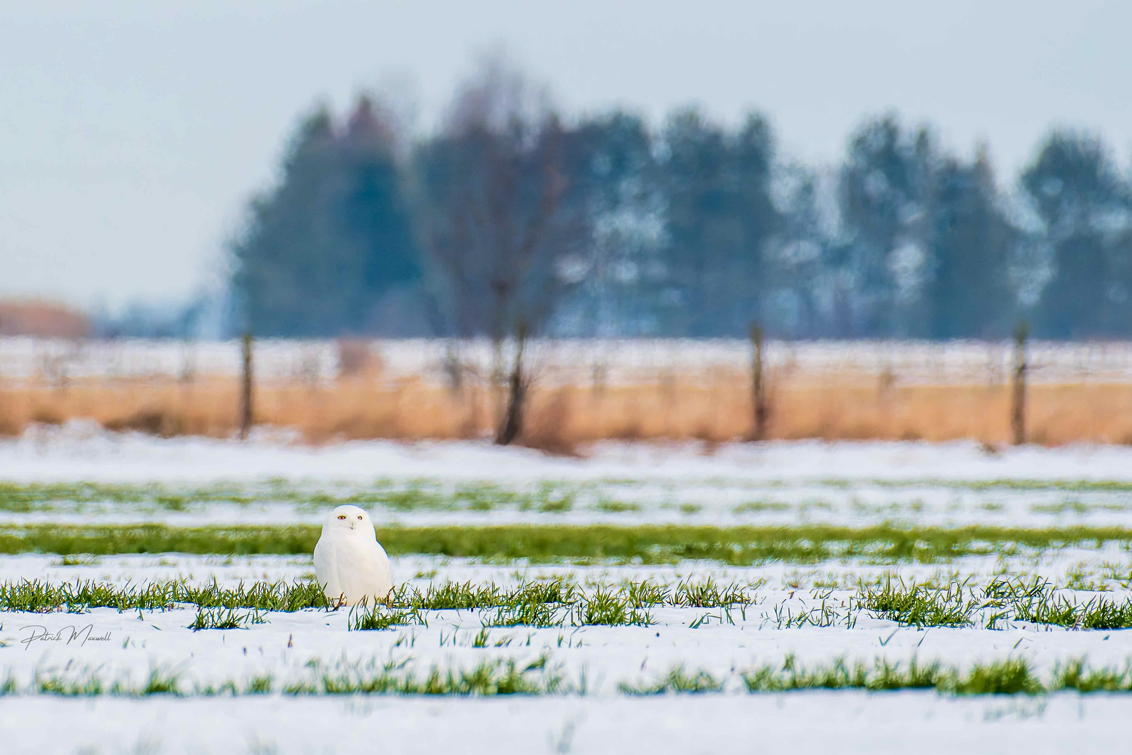 Snowy Owl