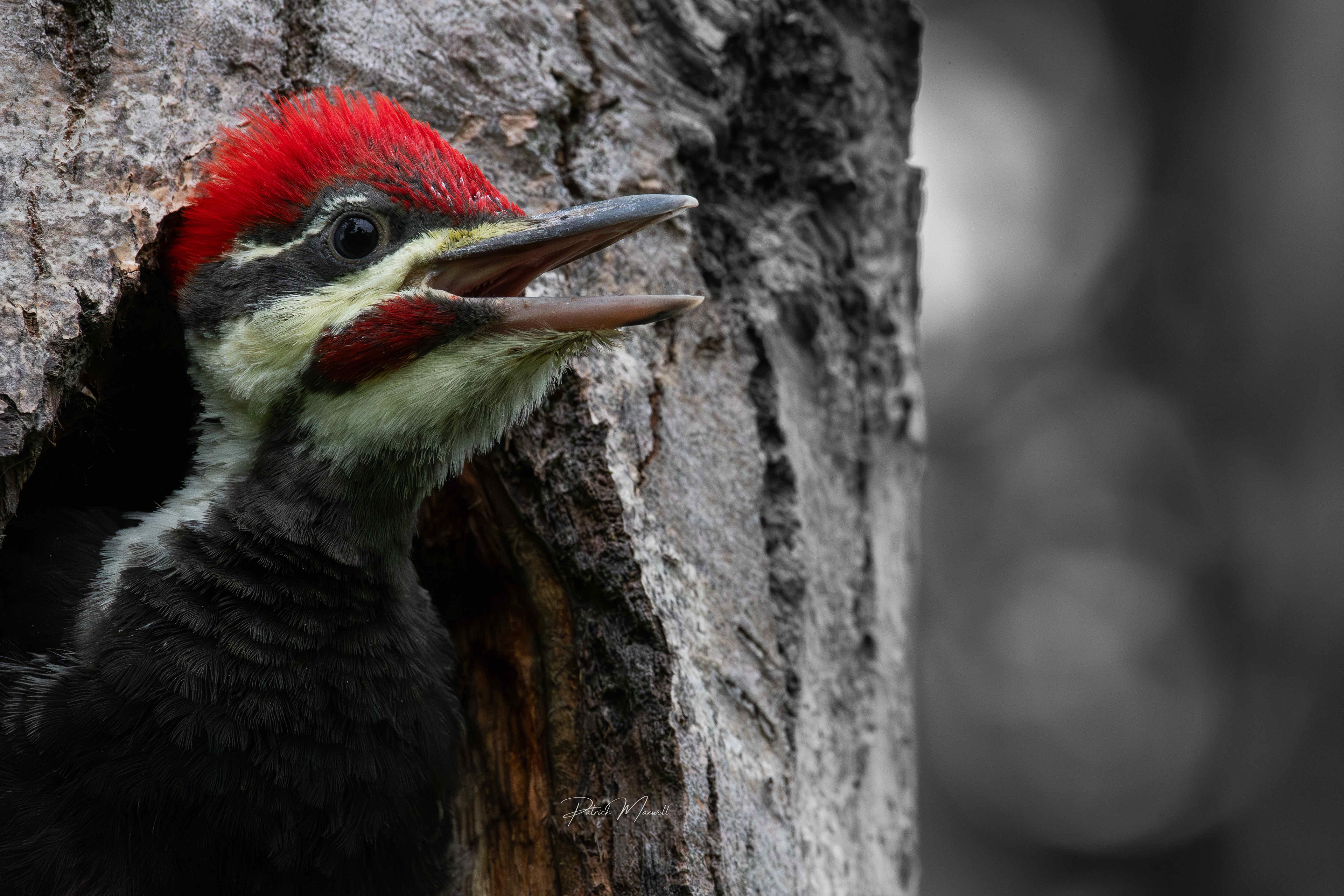 Fledgling Pileated Woodpecker