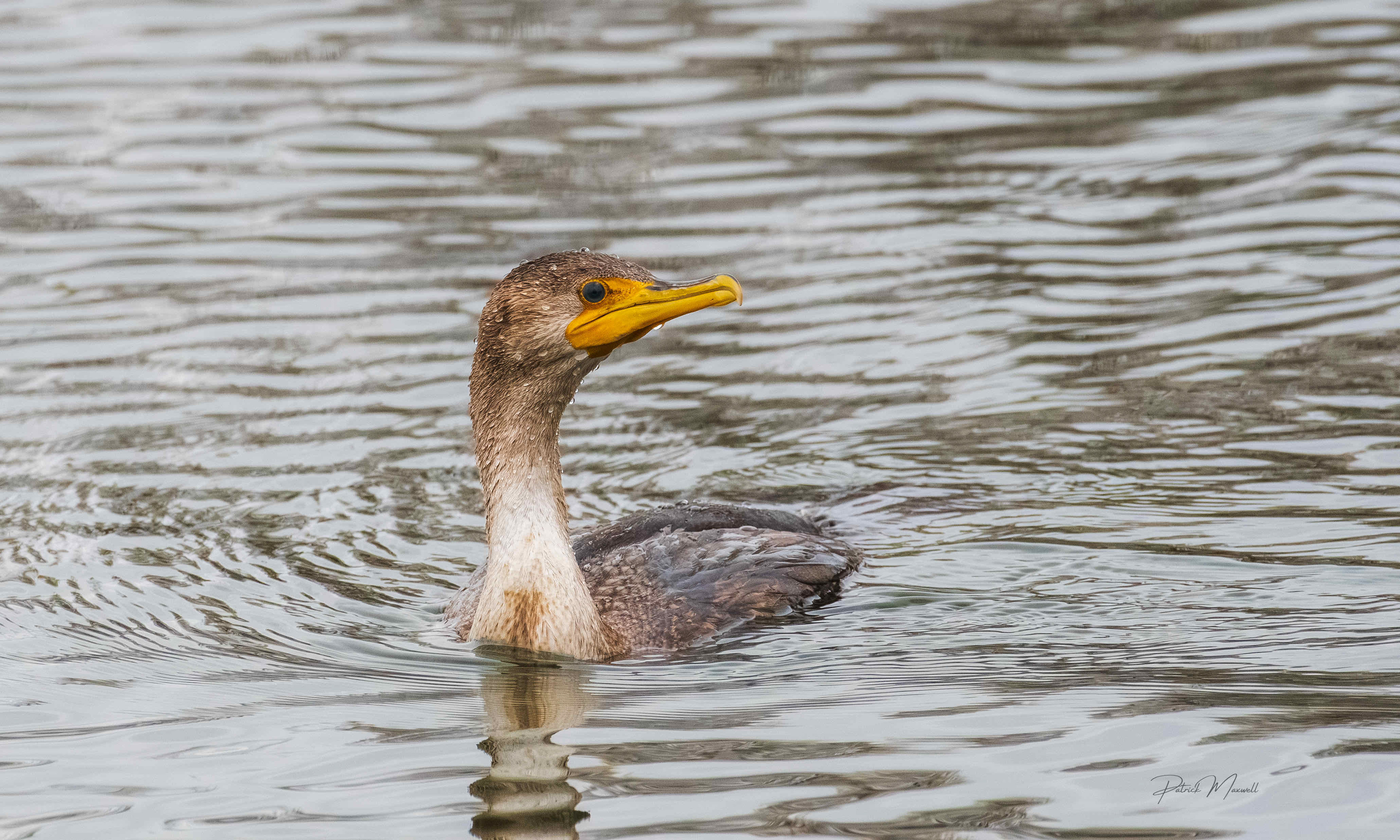 Double-Crested Cormorant