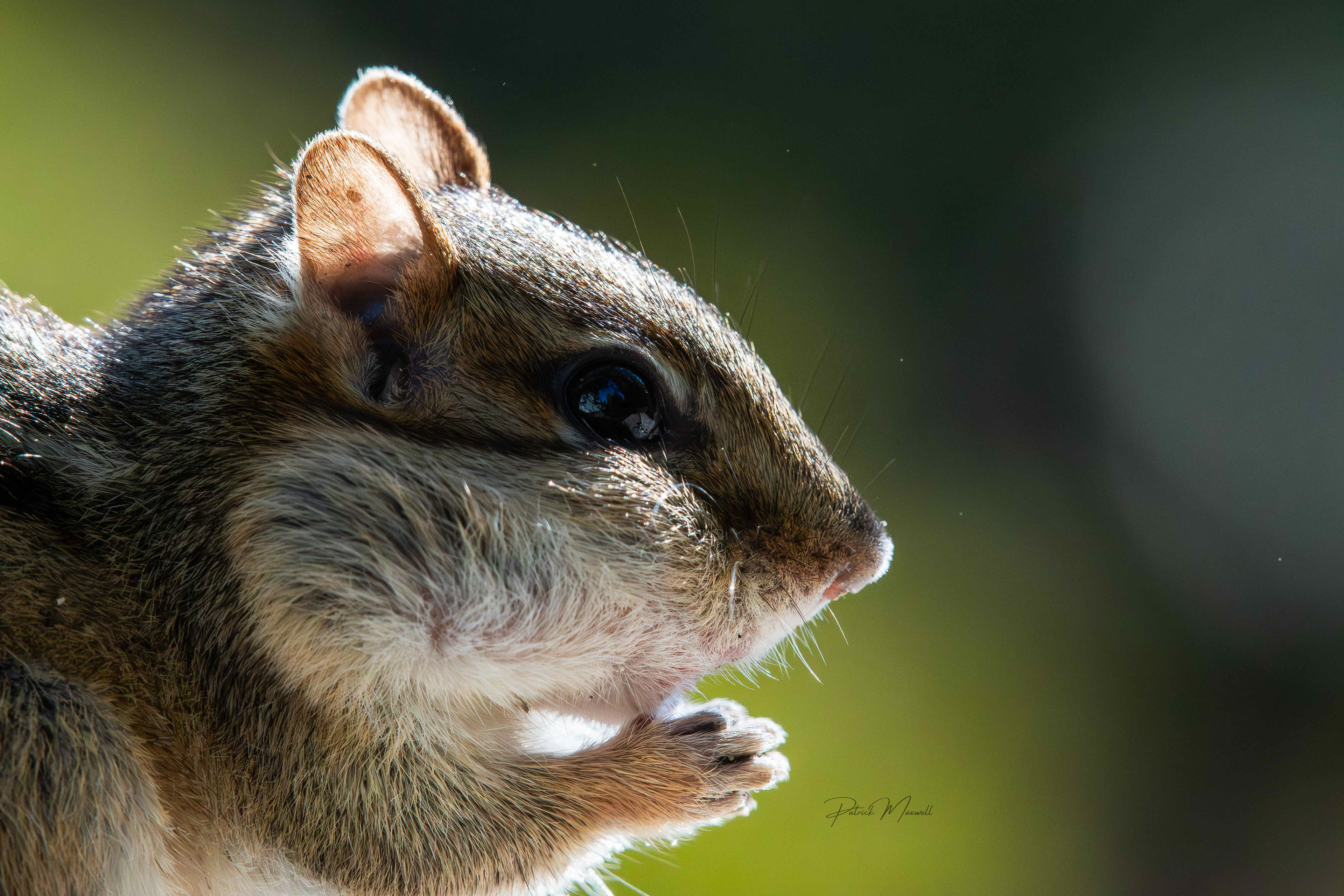 Eastern Chipmunk
