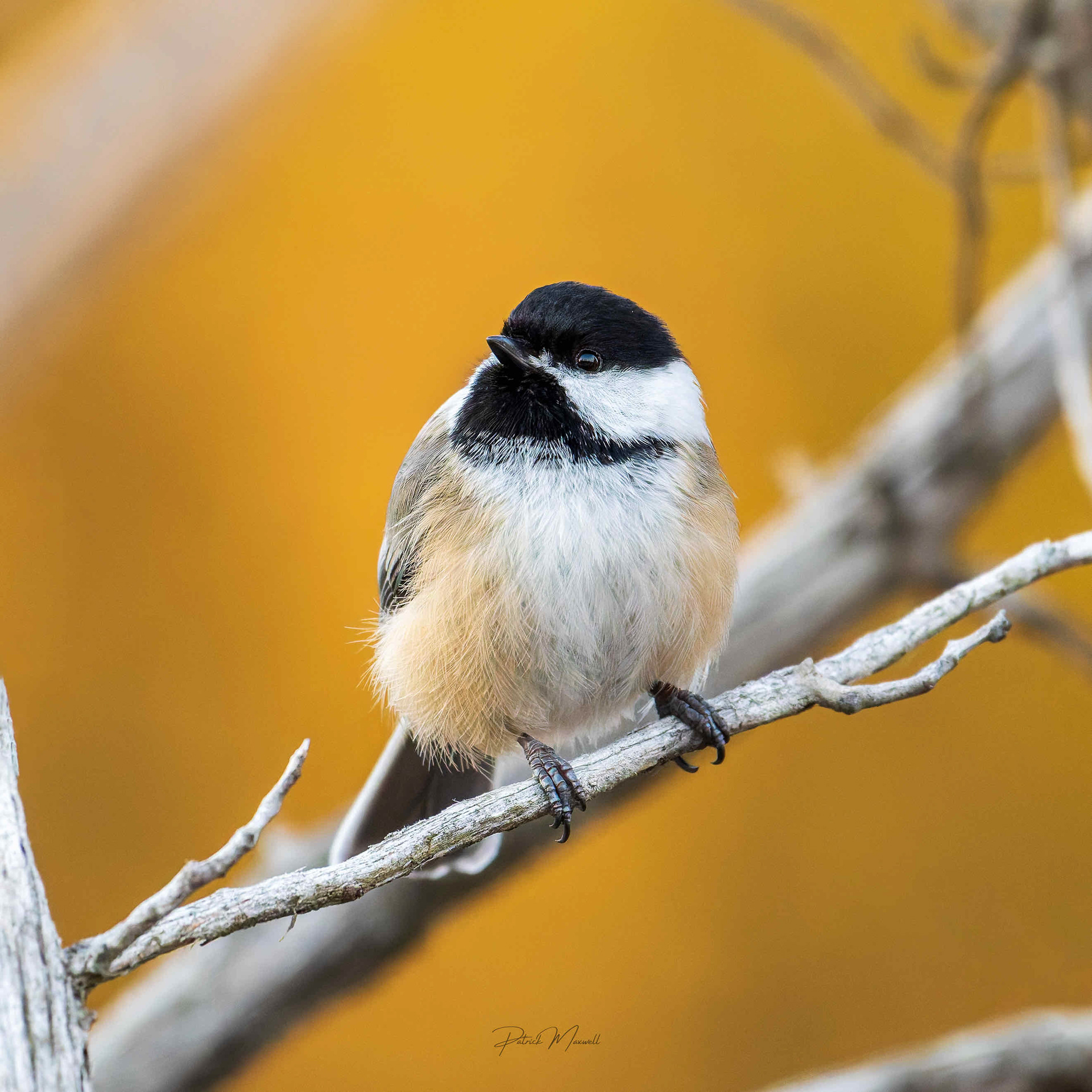 Black-capped Chickadee