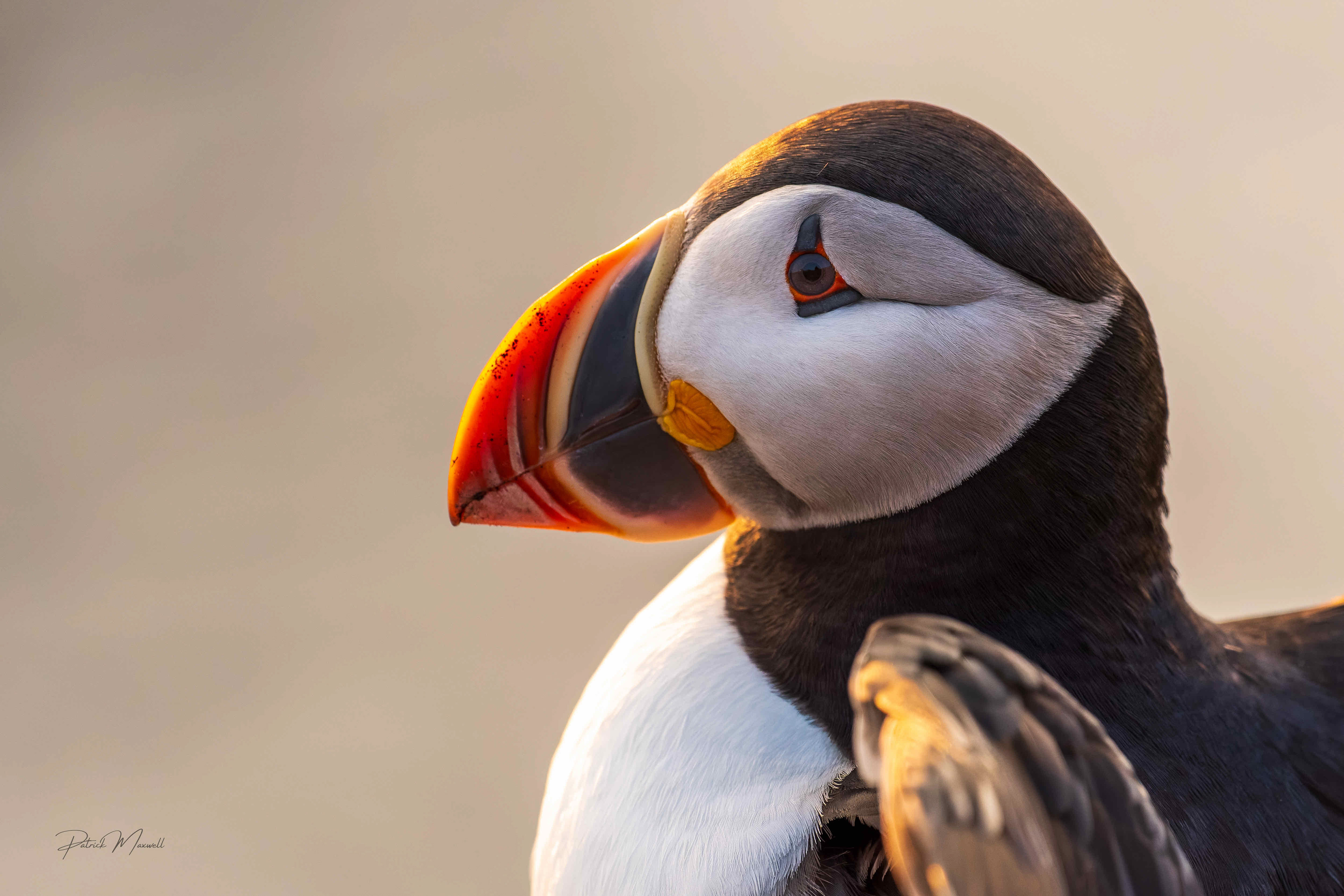Atlantic Puffin