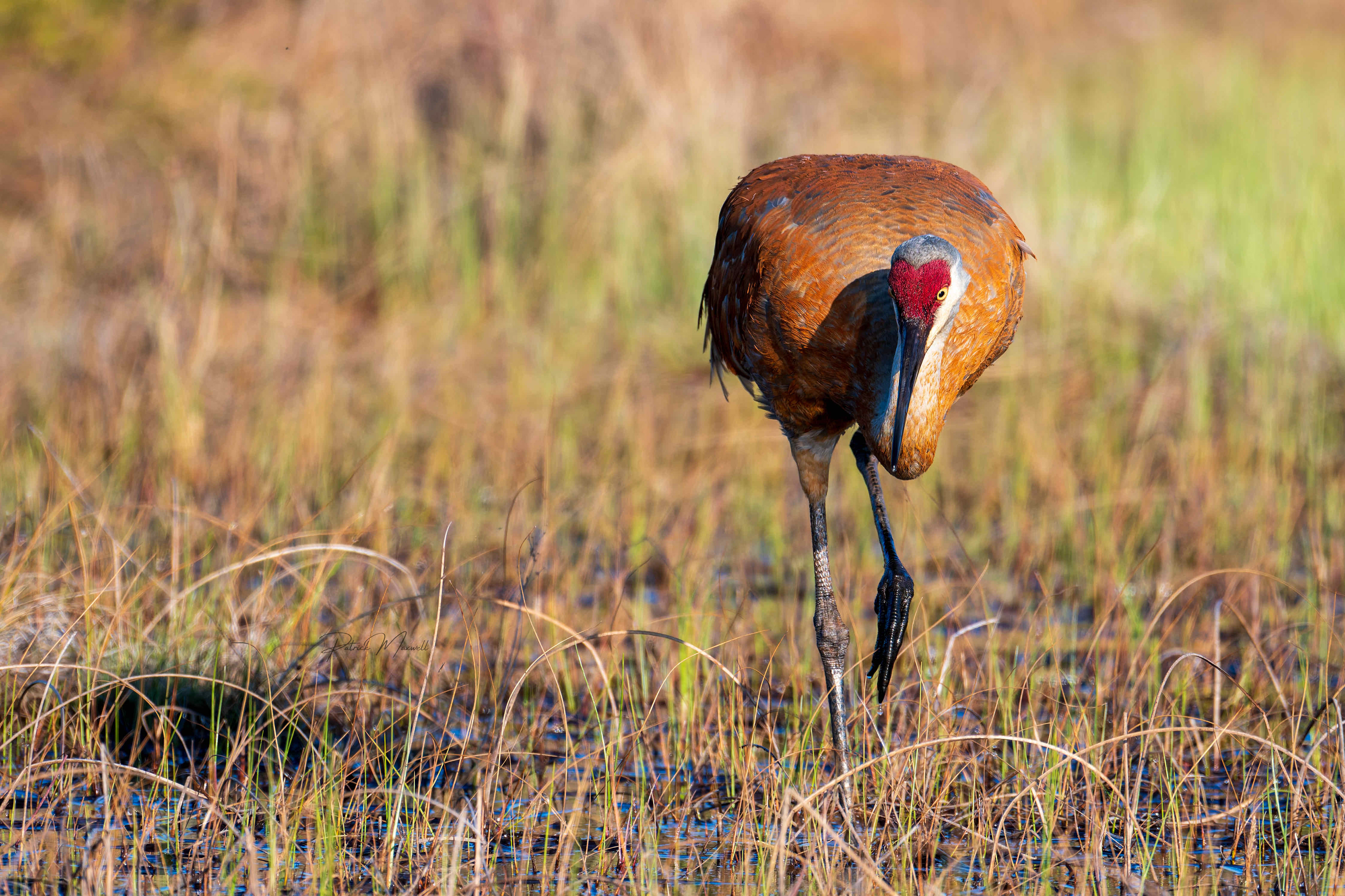 Sandhill Crane
