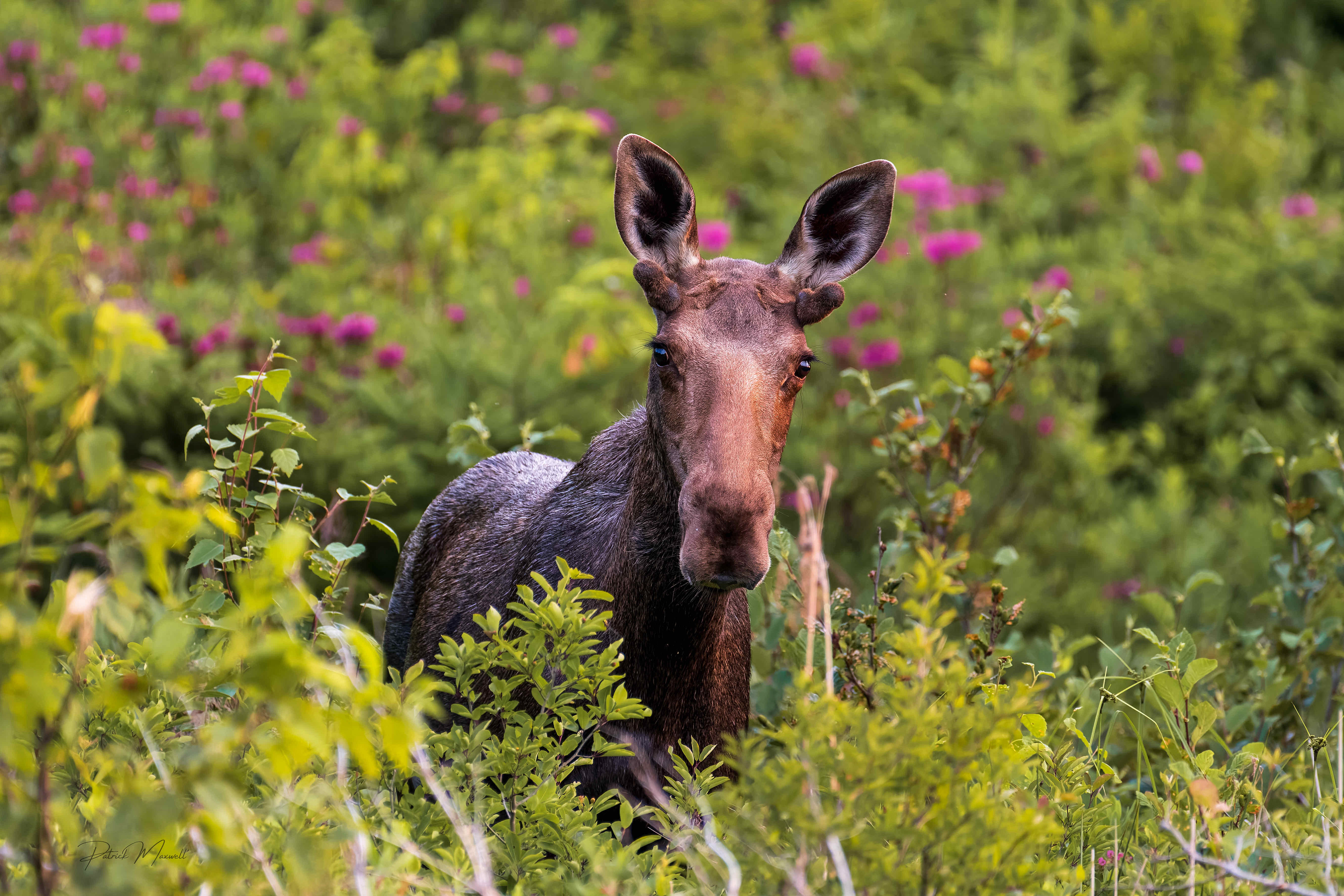 Moose - Calf