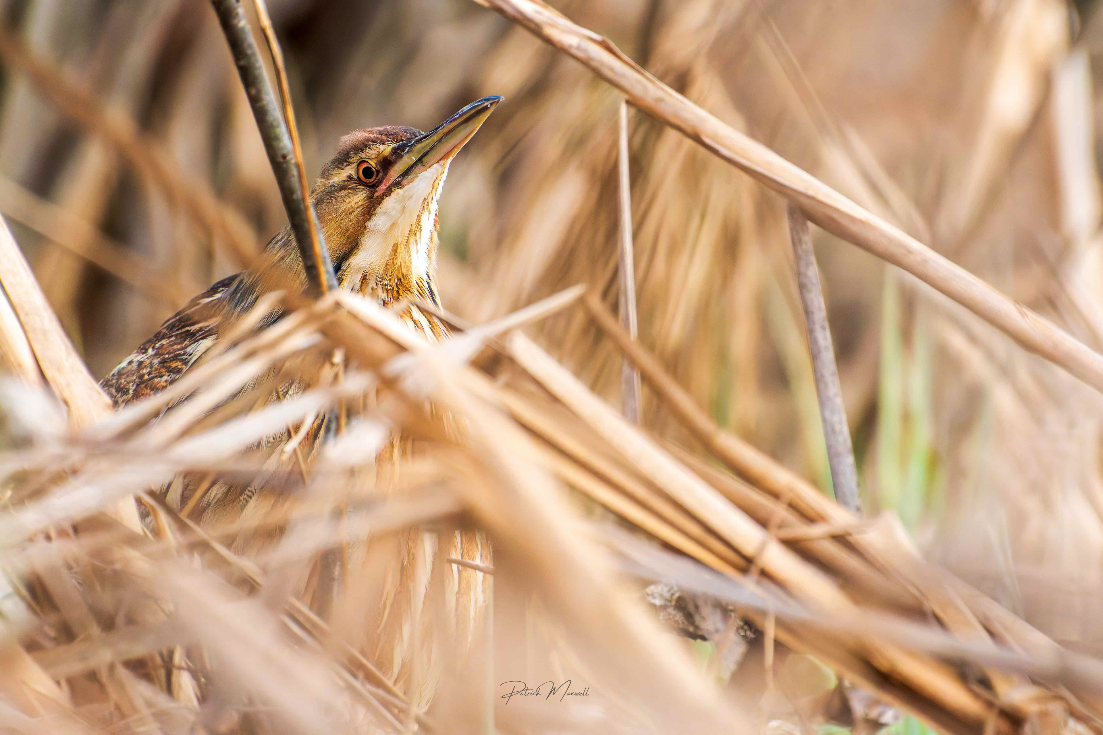 American Bittern