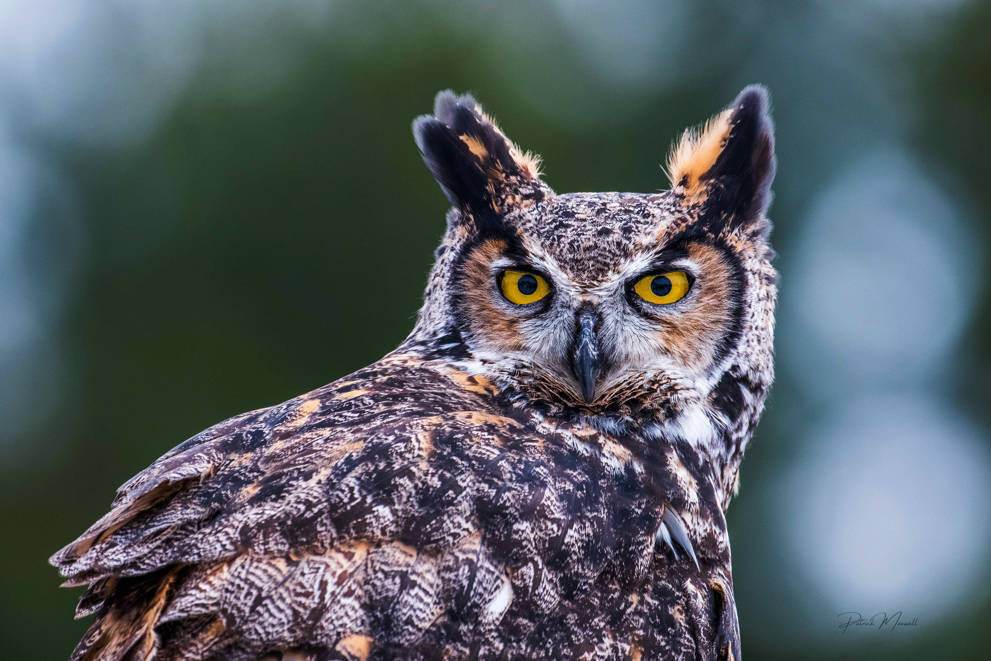 Great Horned Owl