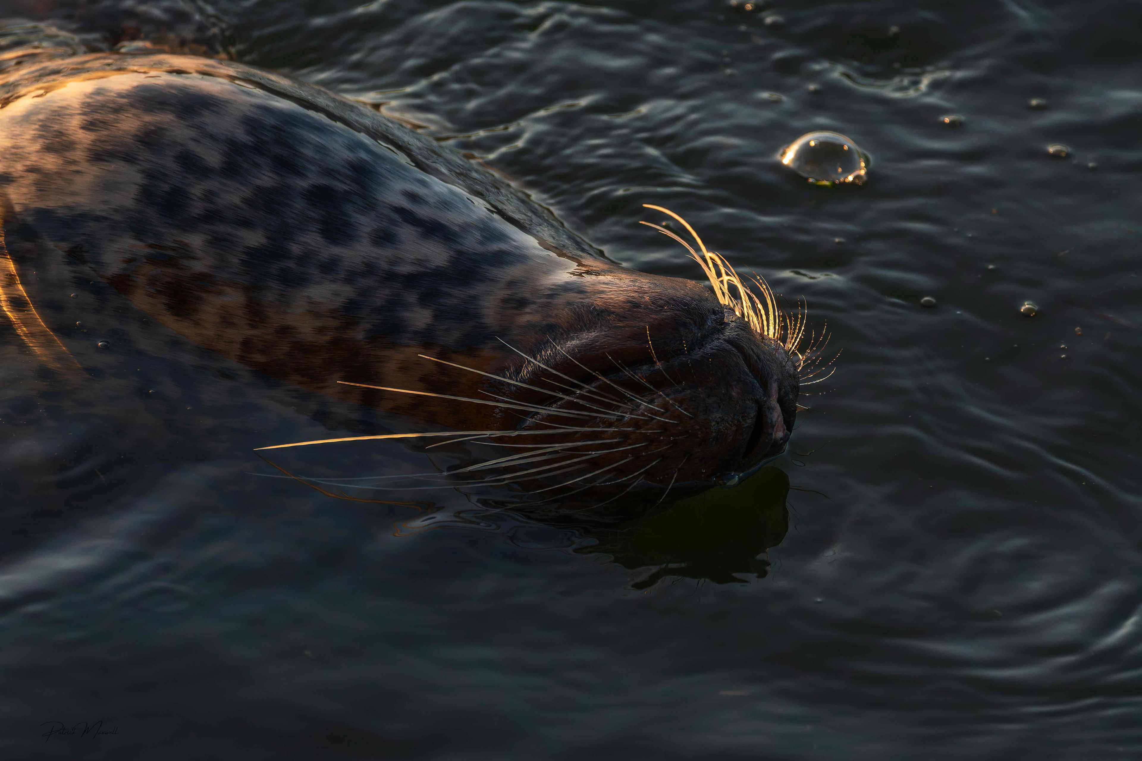 Harbour Seal