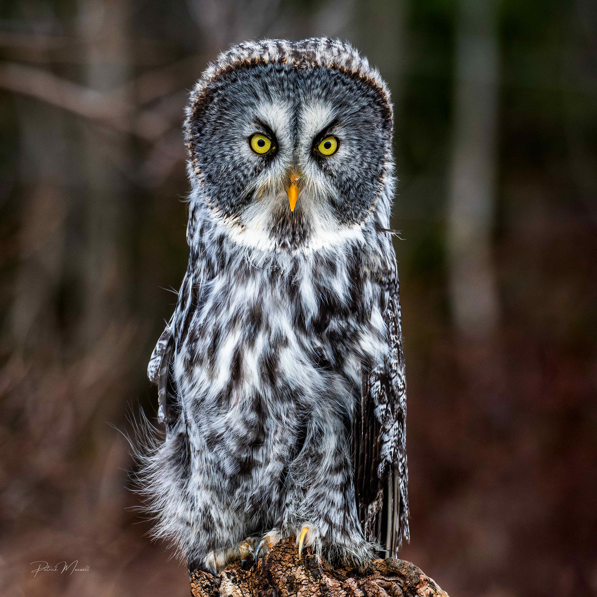 Great Grey Owl