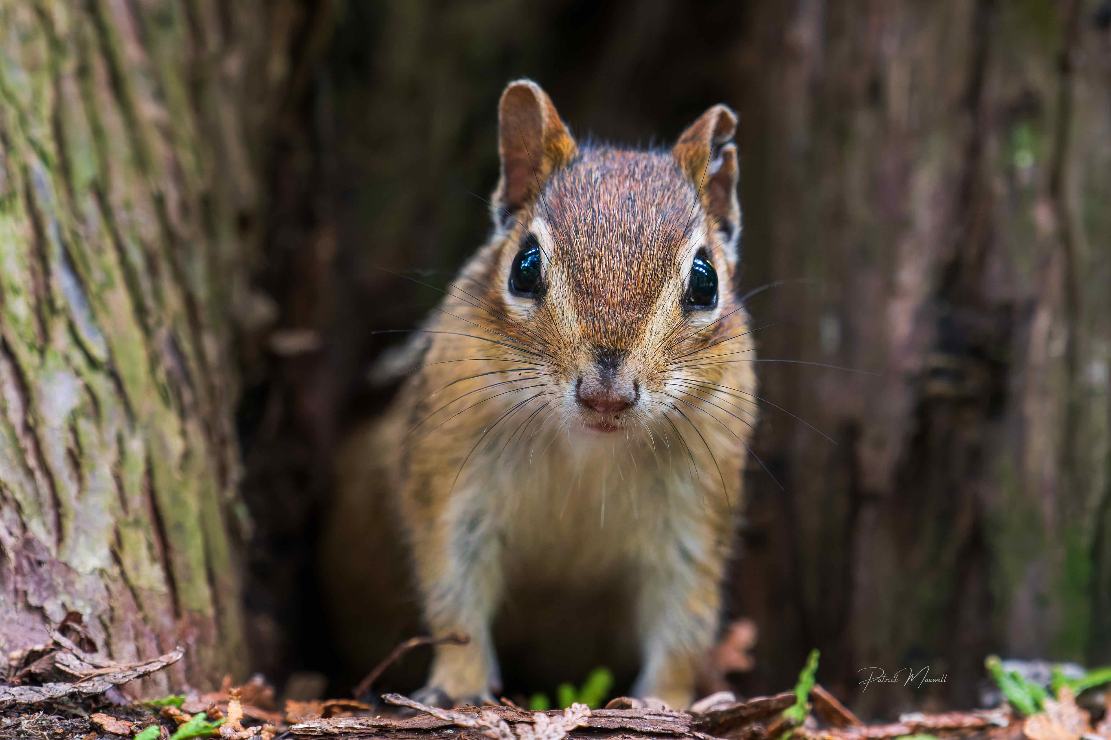 Eastern Chipmunk