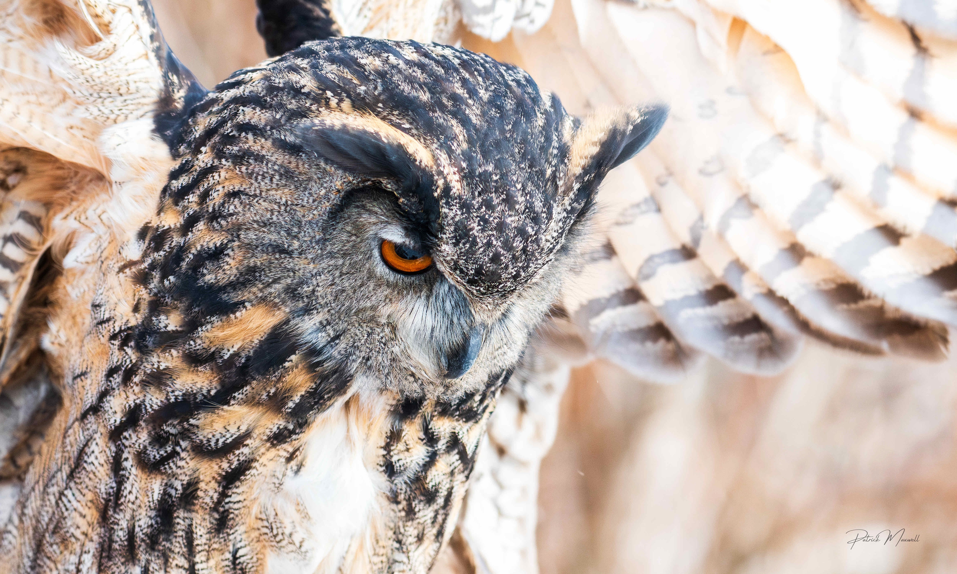 Eurasian Eagle-Owl