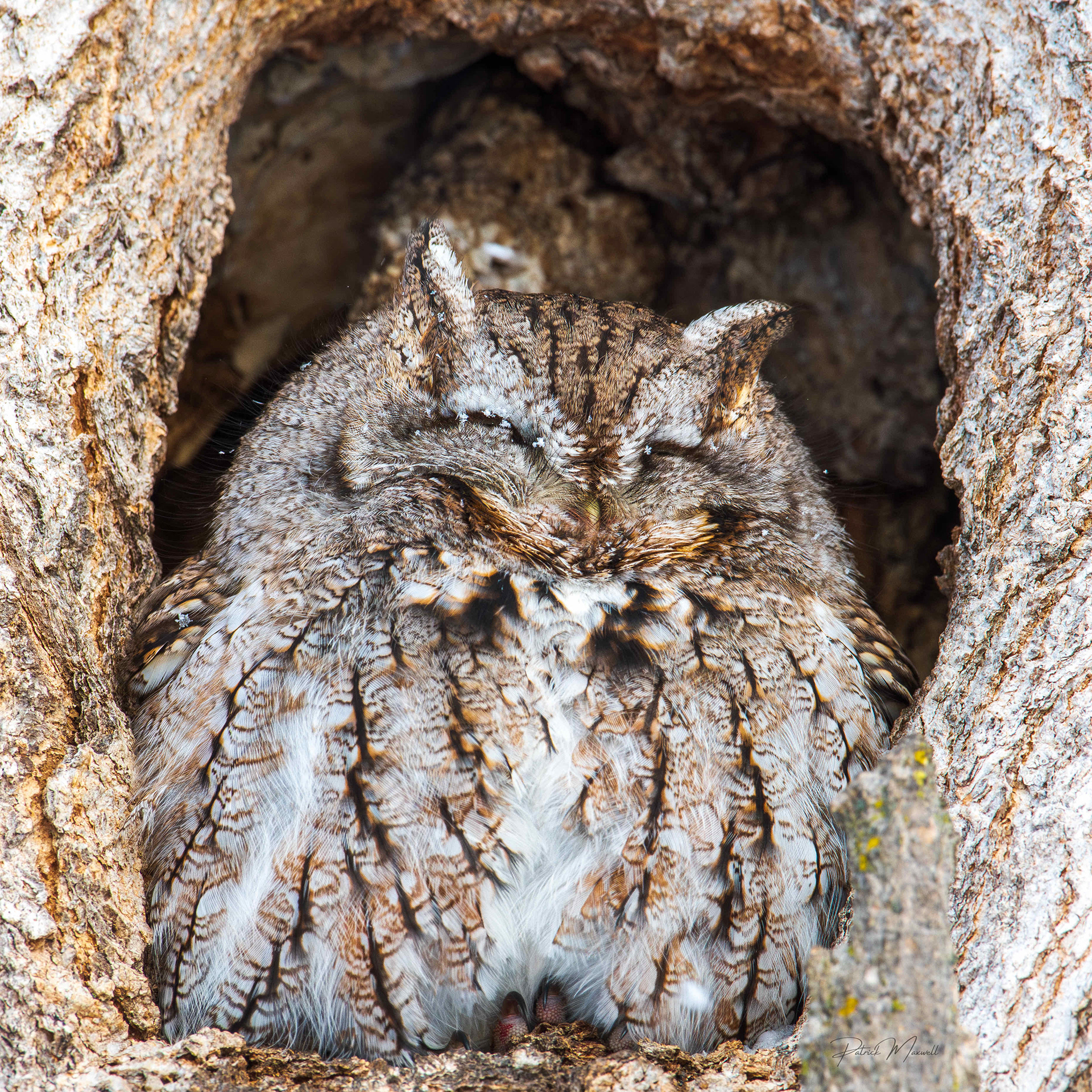 Eastern Screech Owl (Intermediate Brown-Morph)