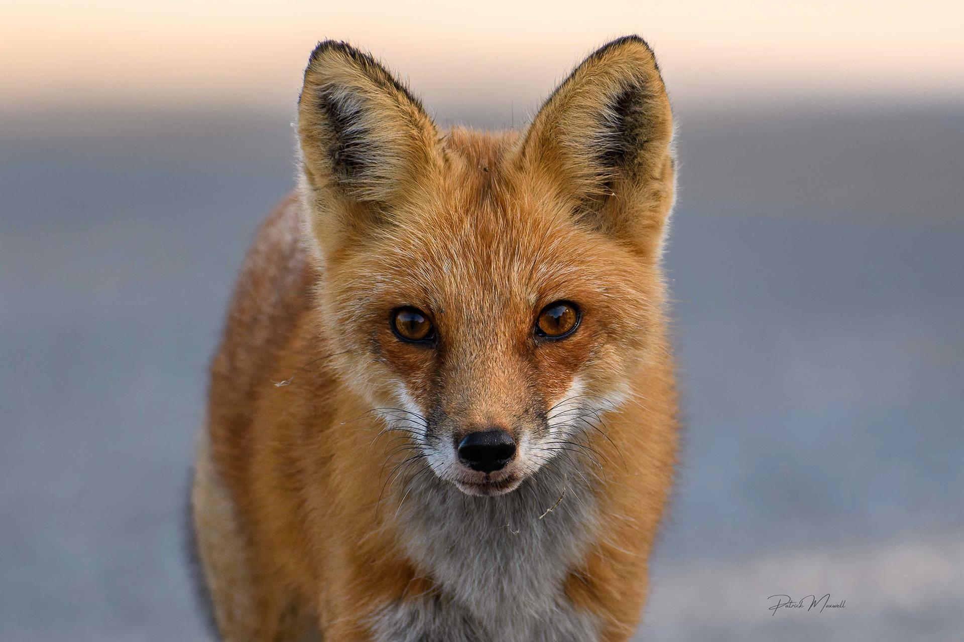 Red Fox