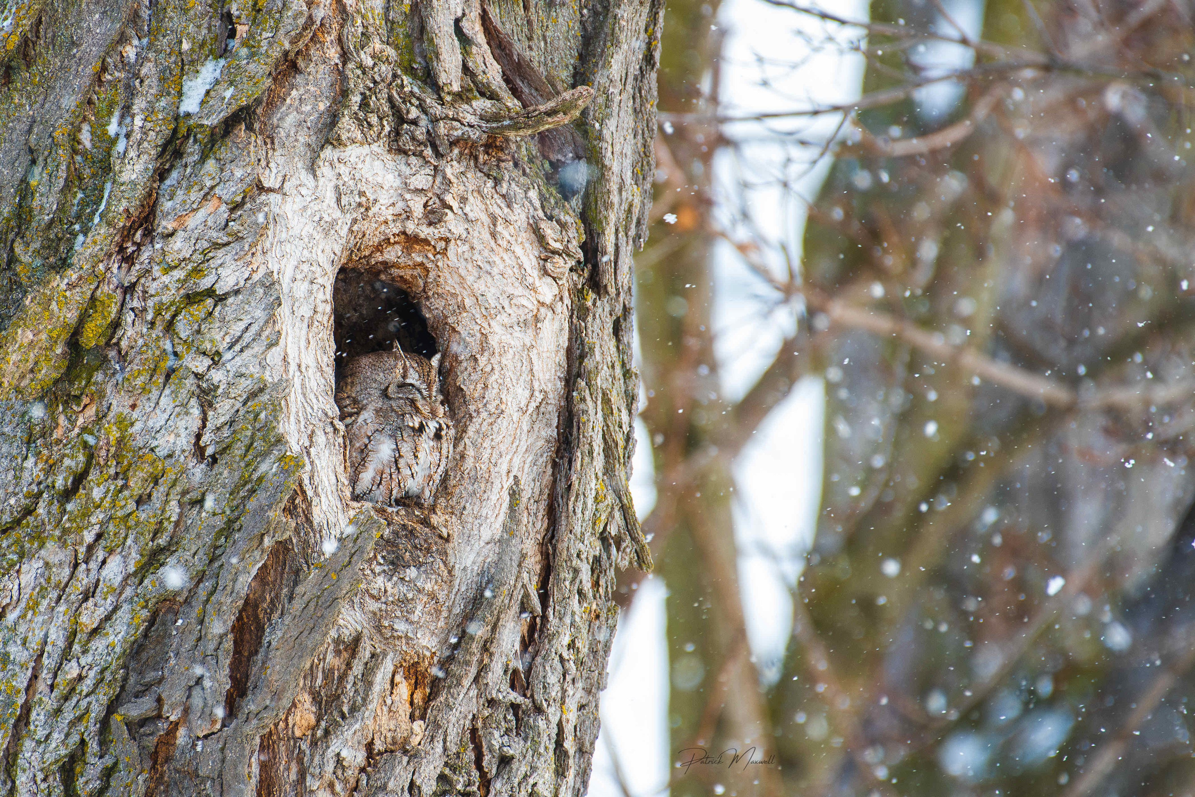 Eastern Screech Owl (Intermediate Brown-Morph)