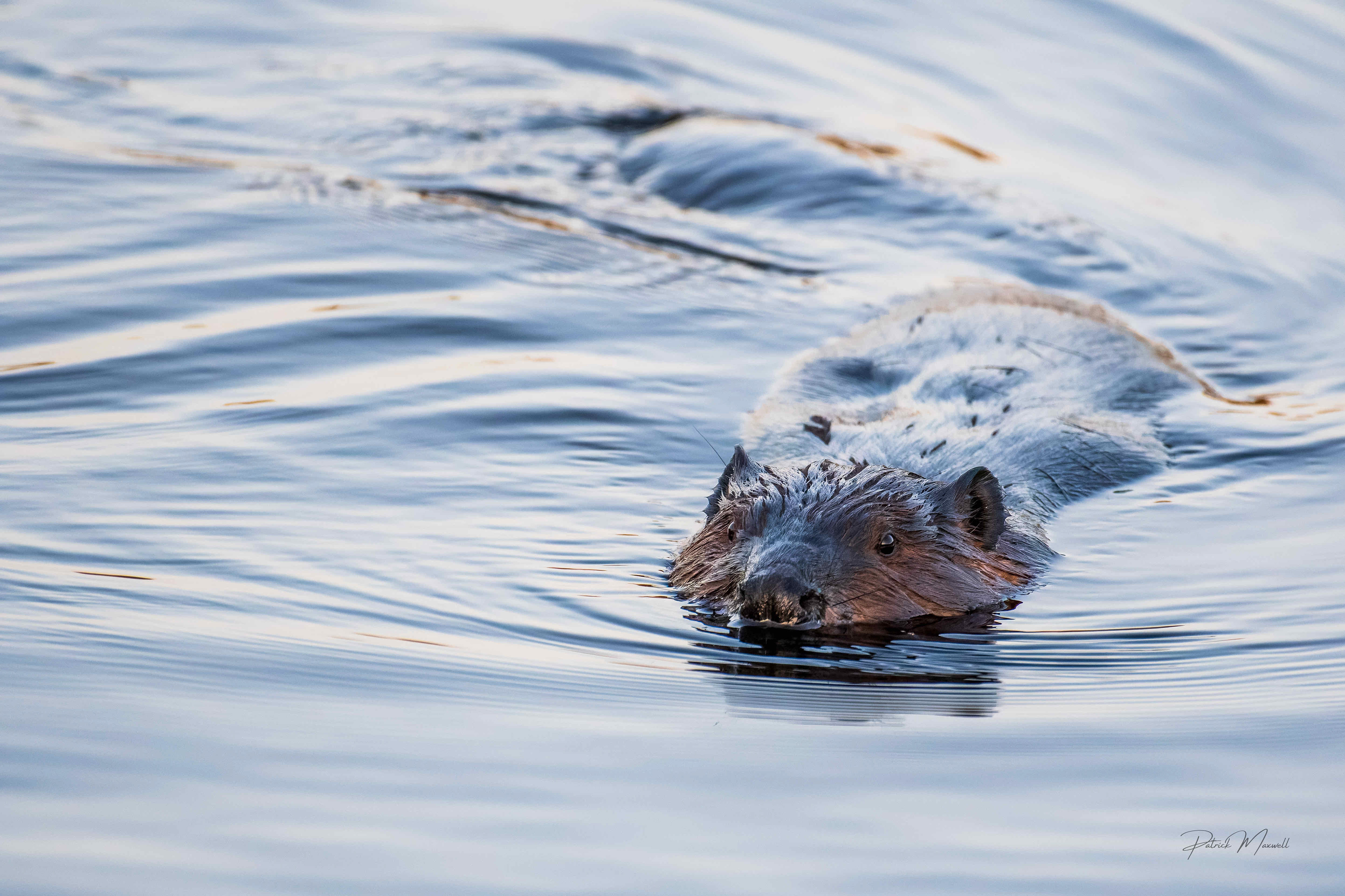 American Beaver