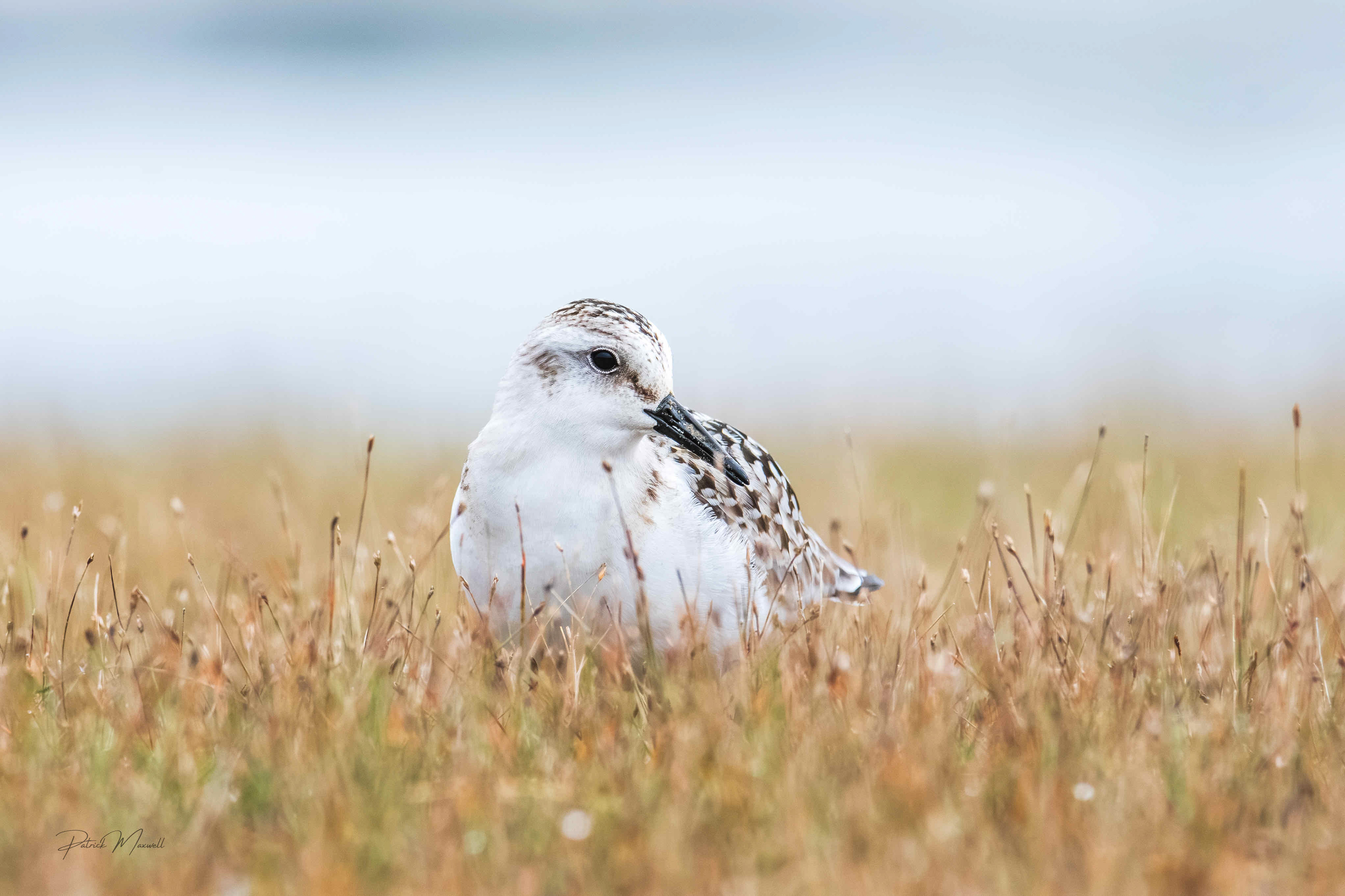 Sanderling