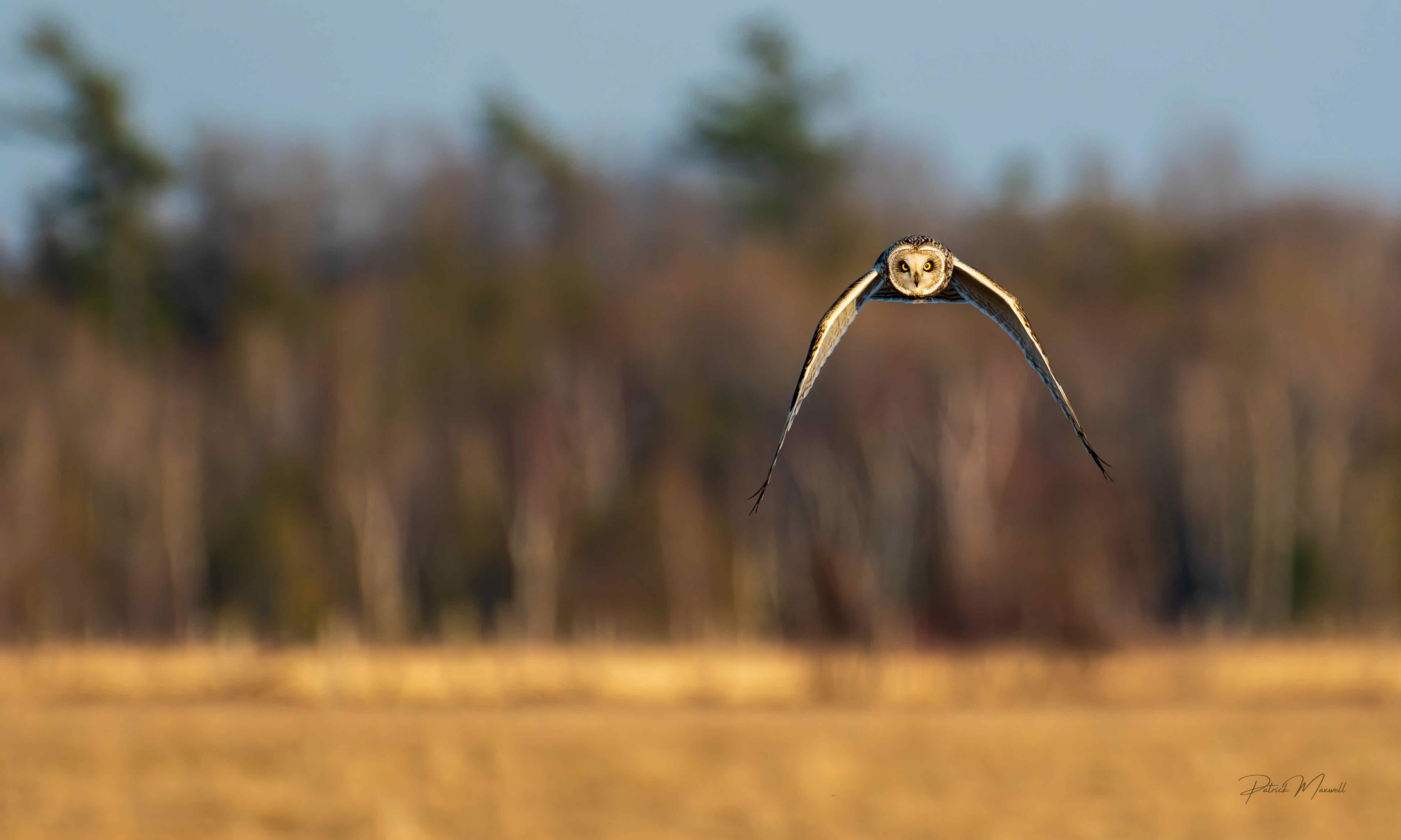 Short-eared Owl