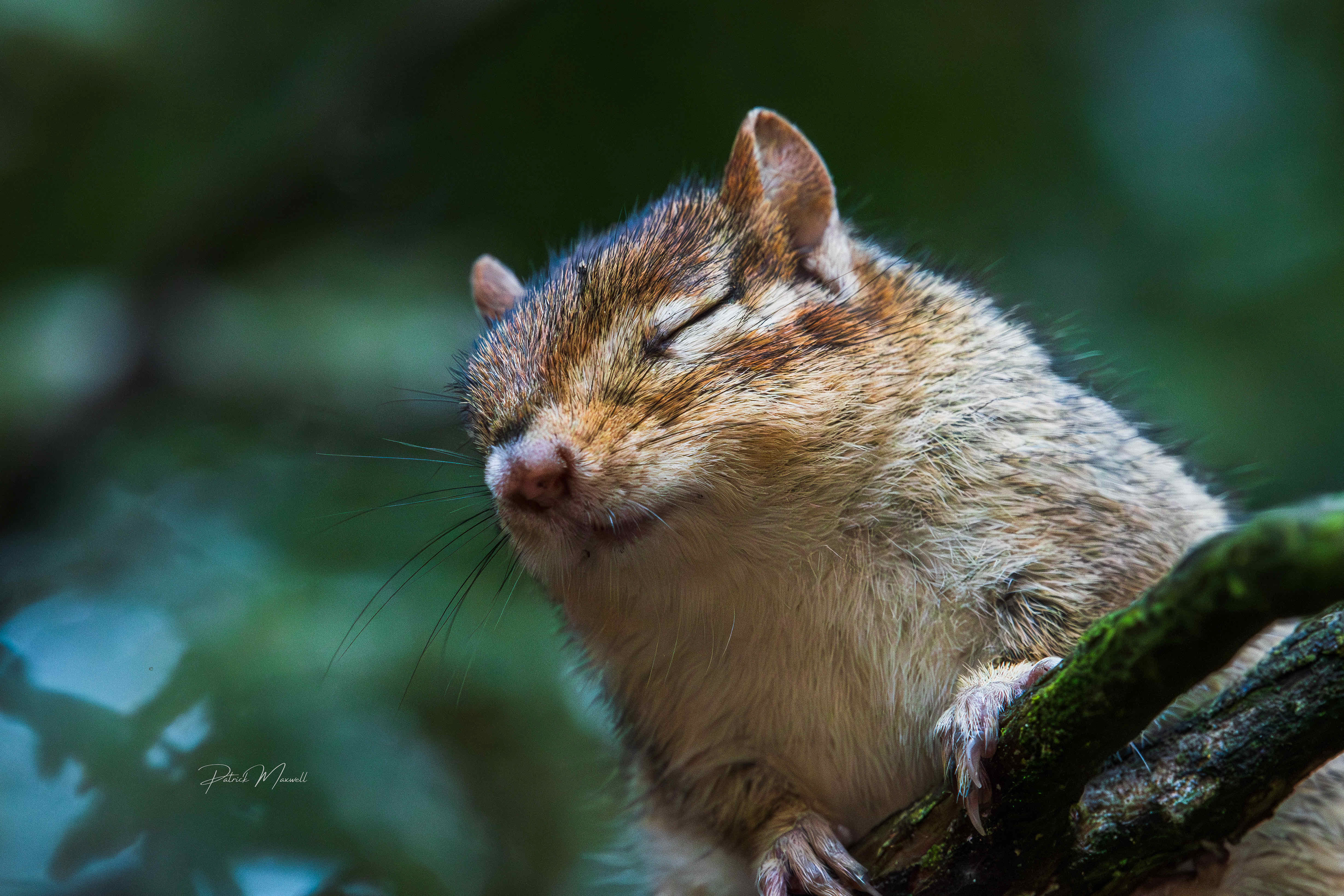 Eastern Chipmunk