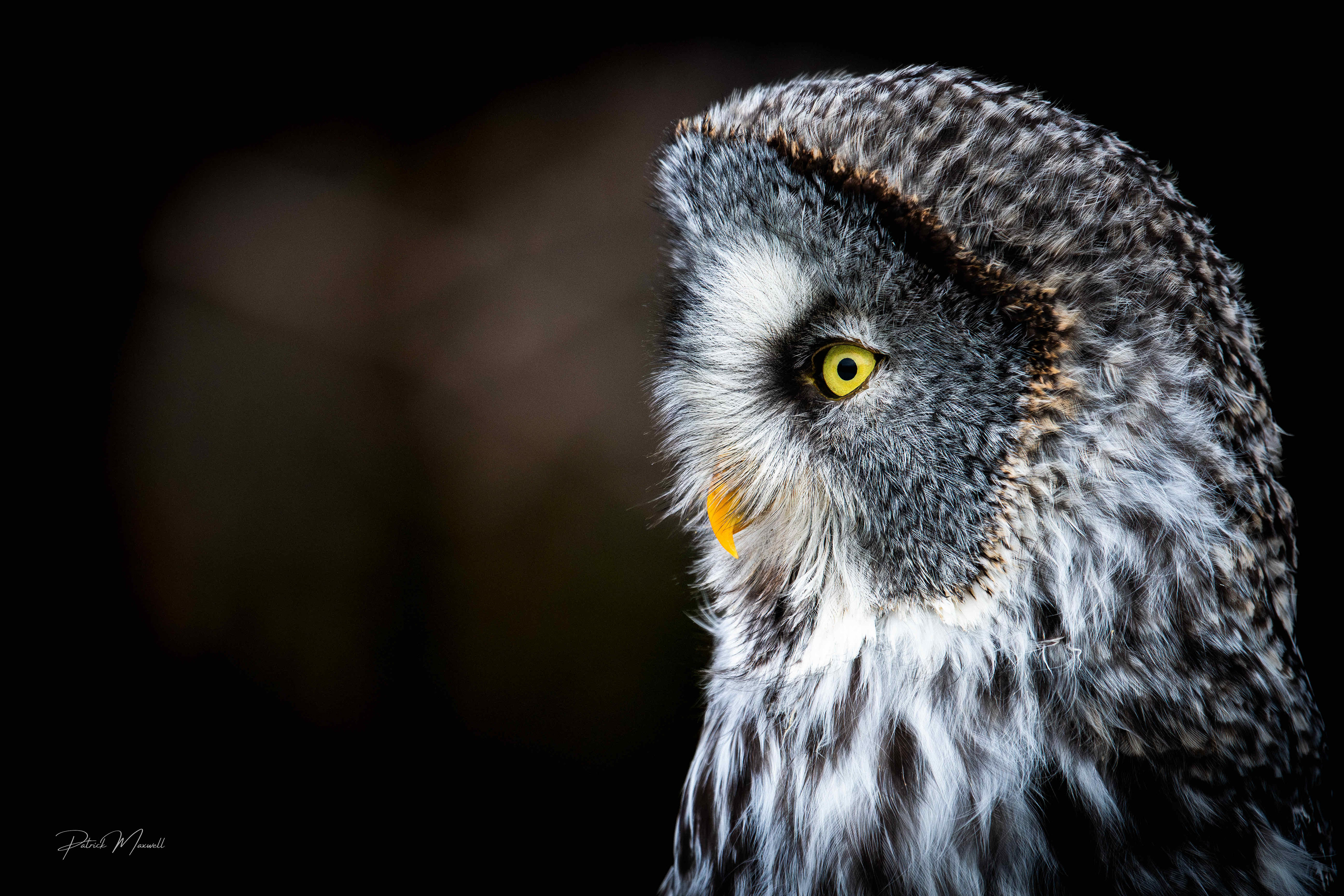Great Grey Owl