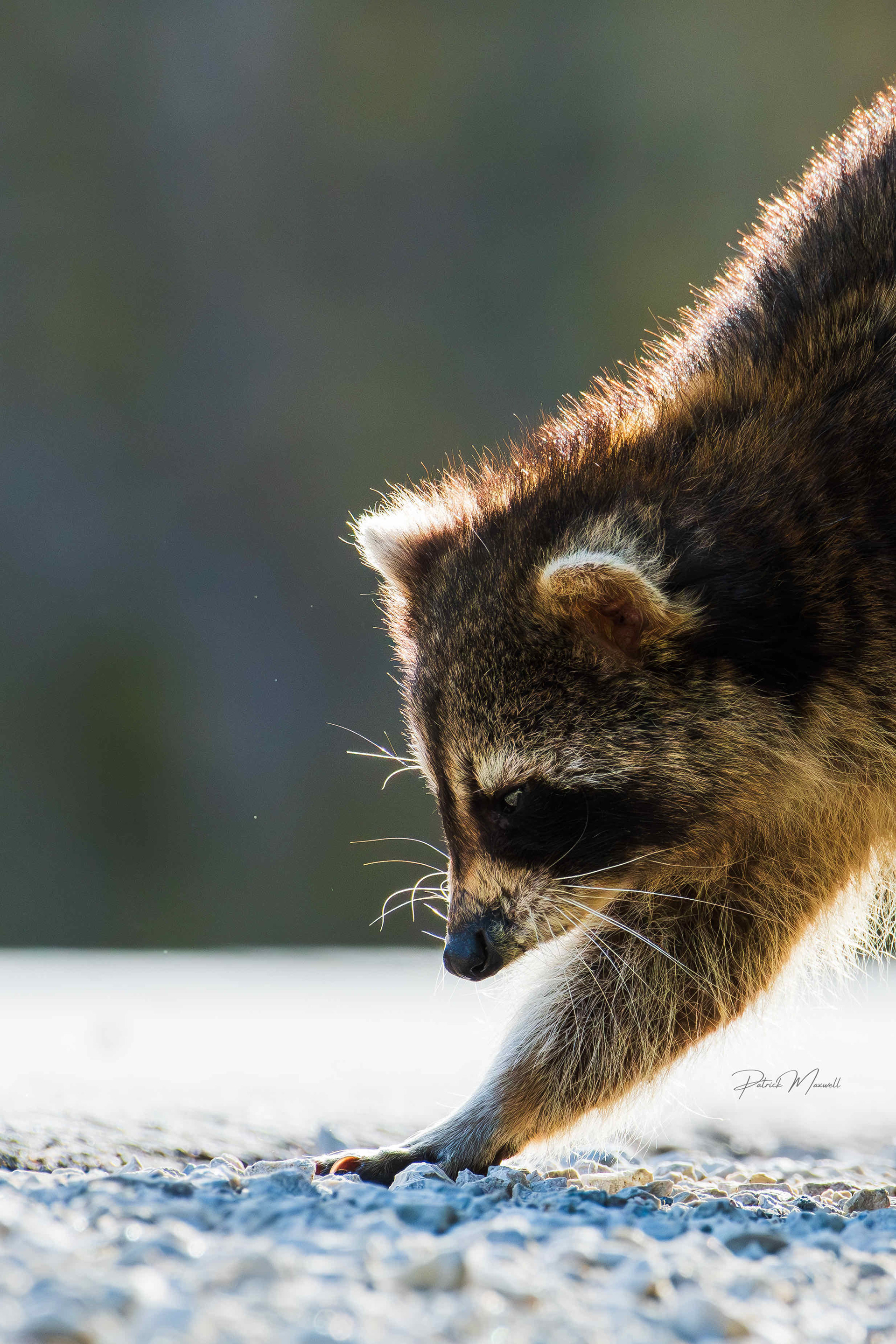 Northern Raccoon