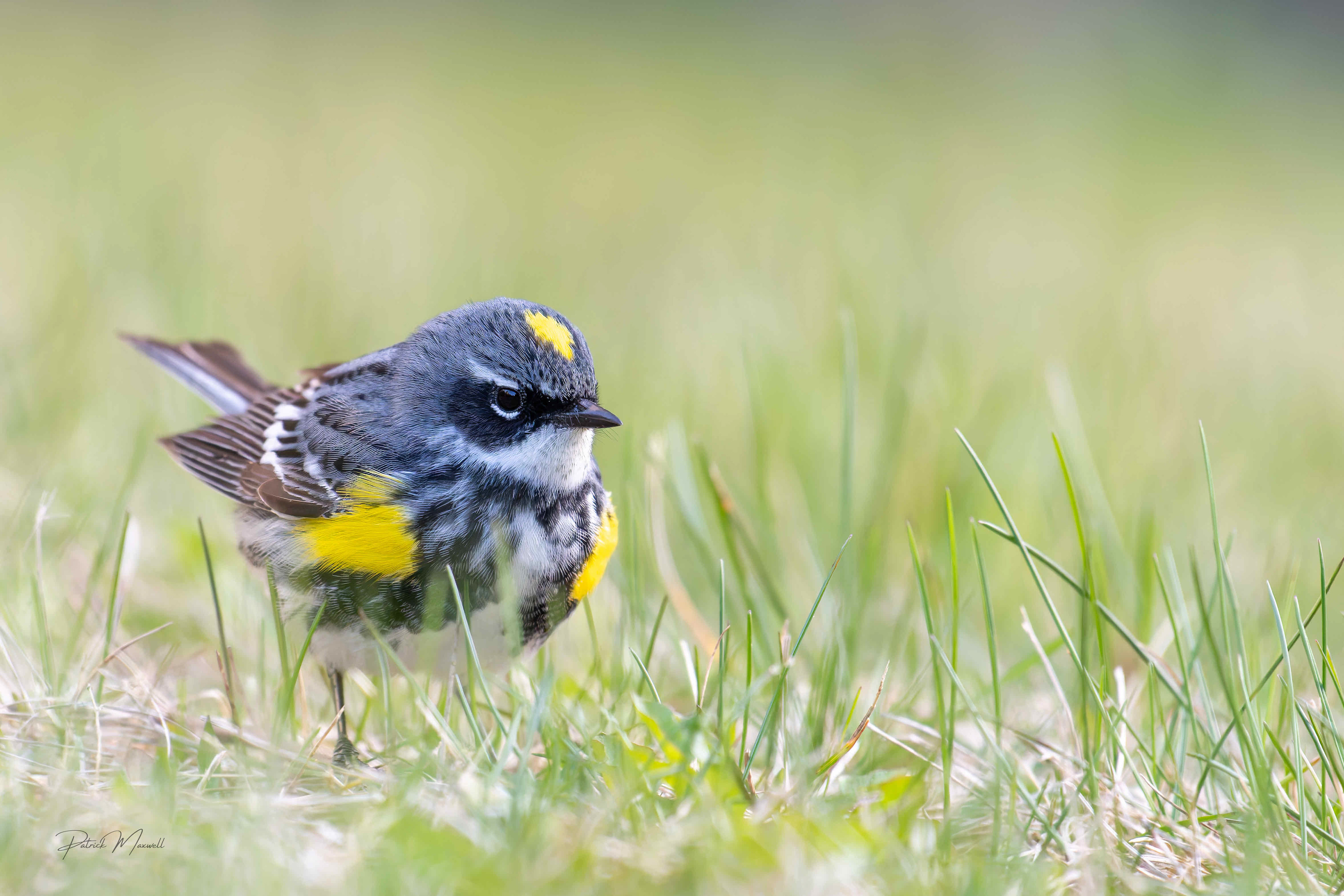 Yellow-rumped Warbler