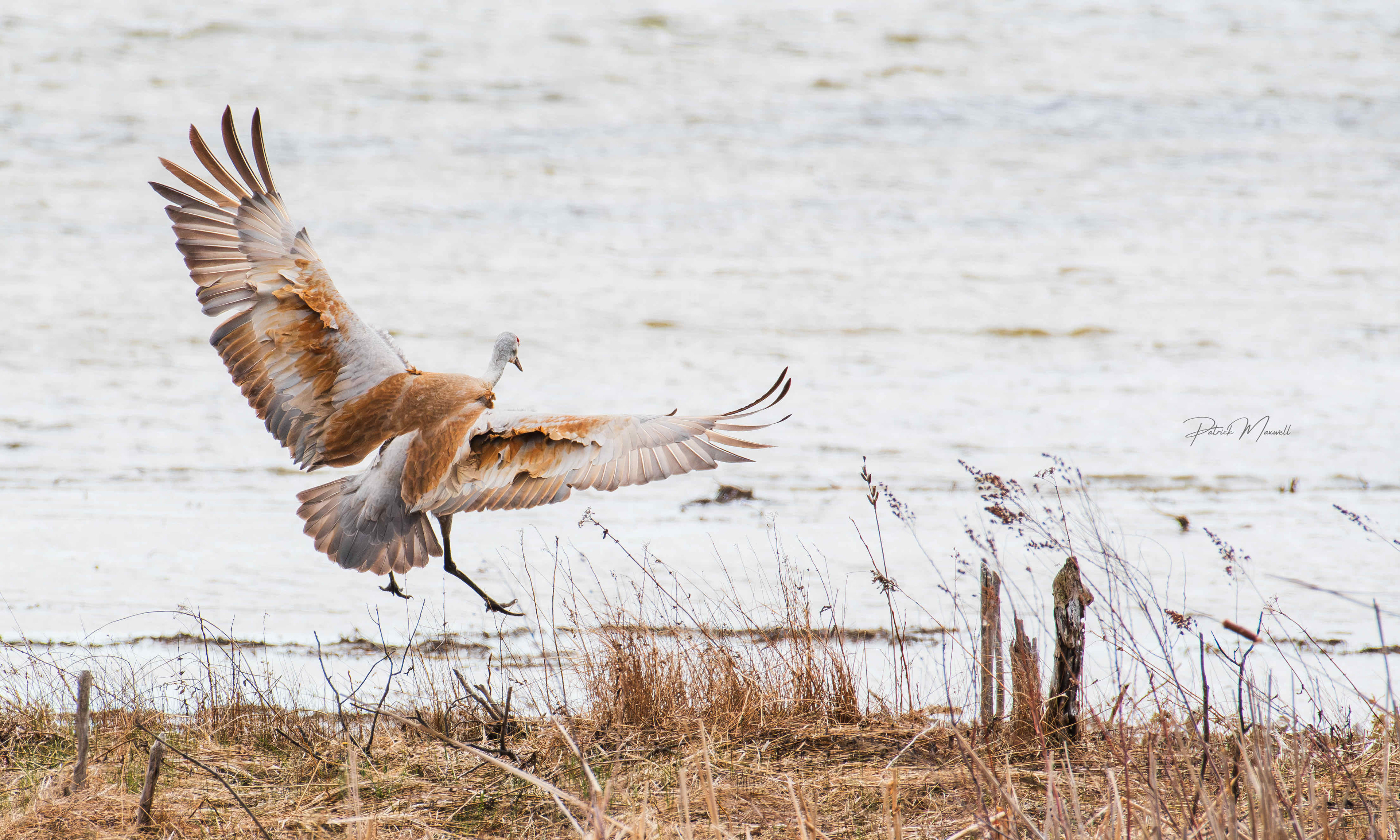 Sandhill Crane
