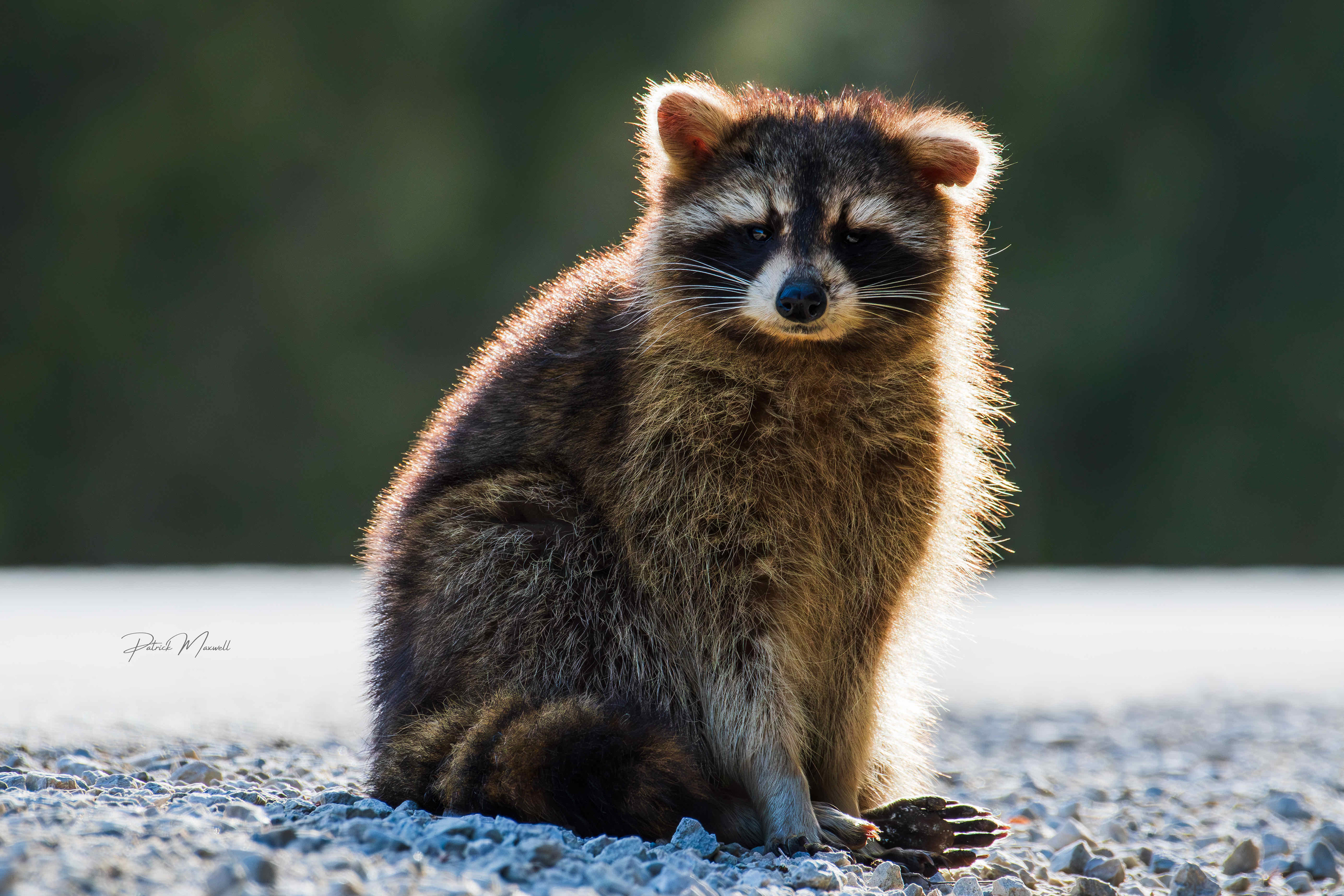 Northern Raccoon