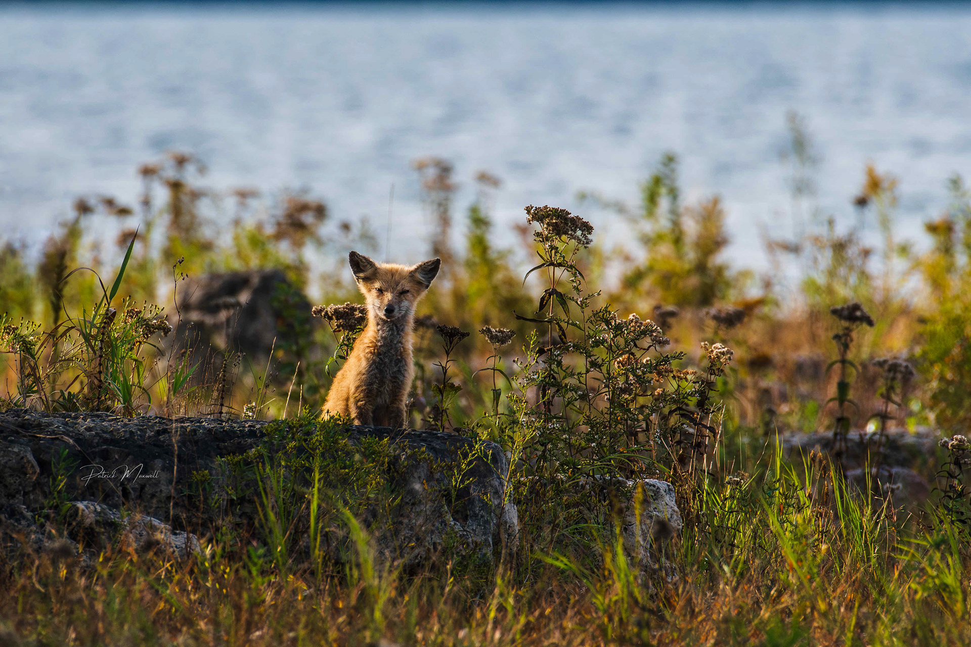 Red Fox Kit