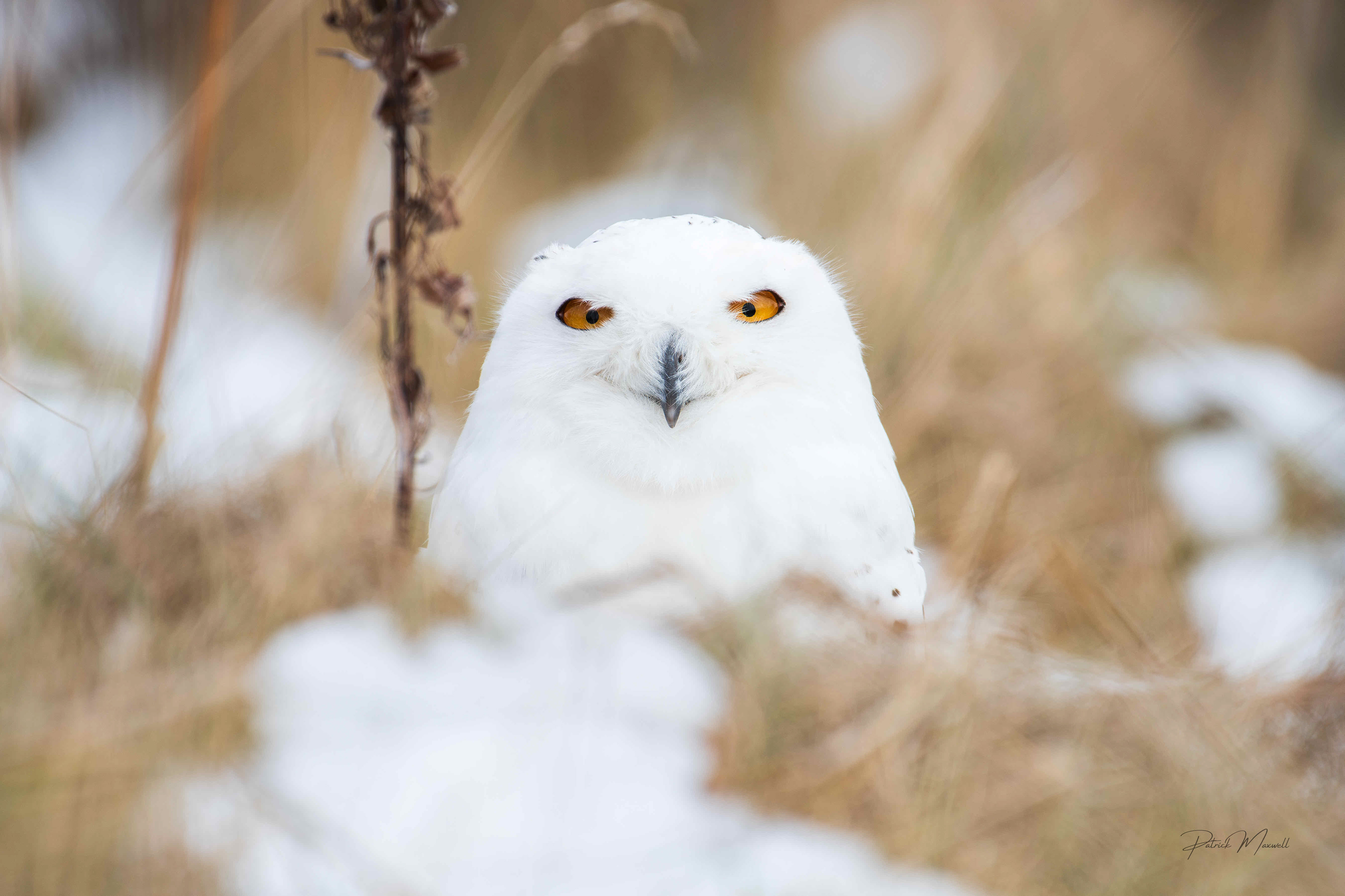Snowy Owl