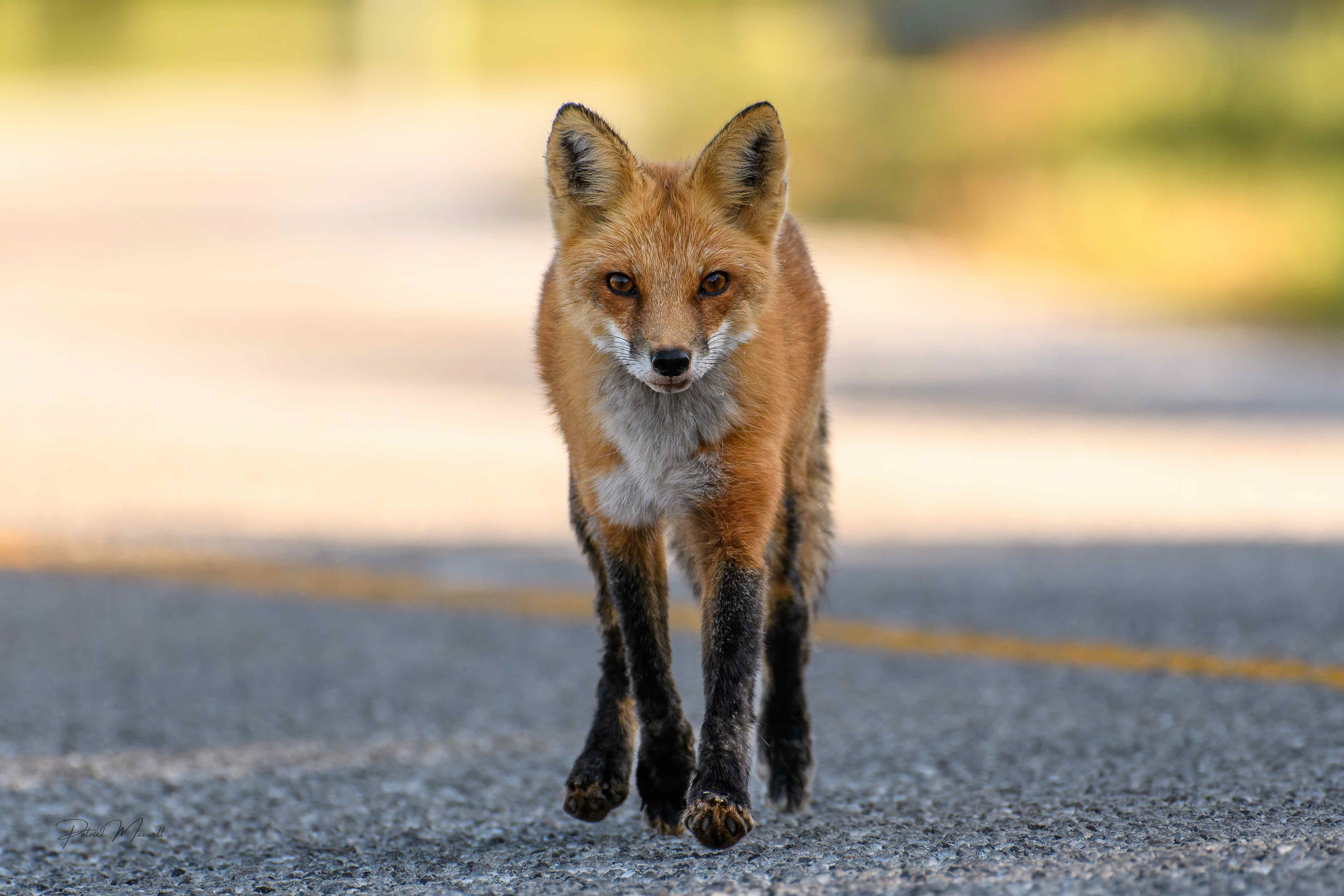 Red Fox