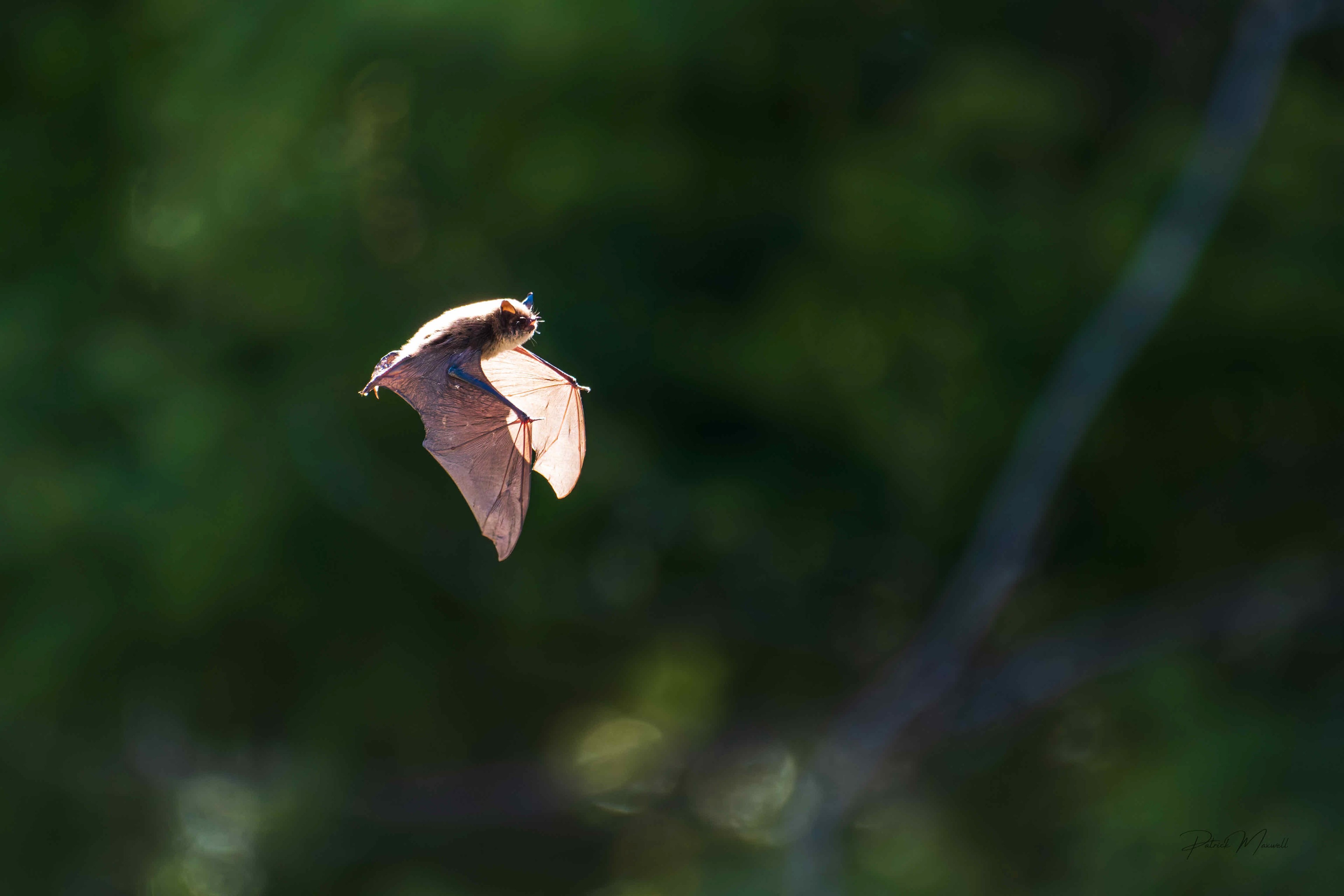 Little Brown Myotis Bat