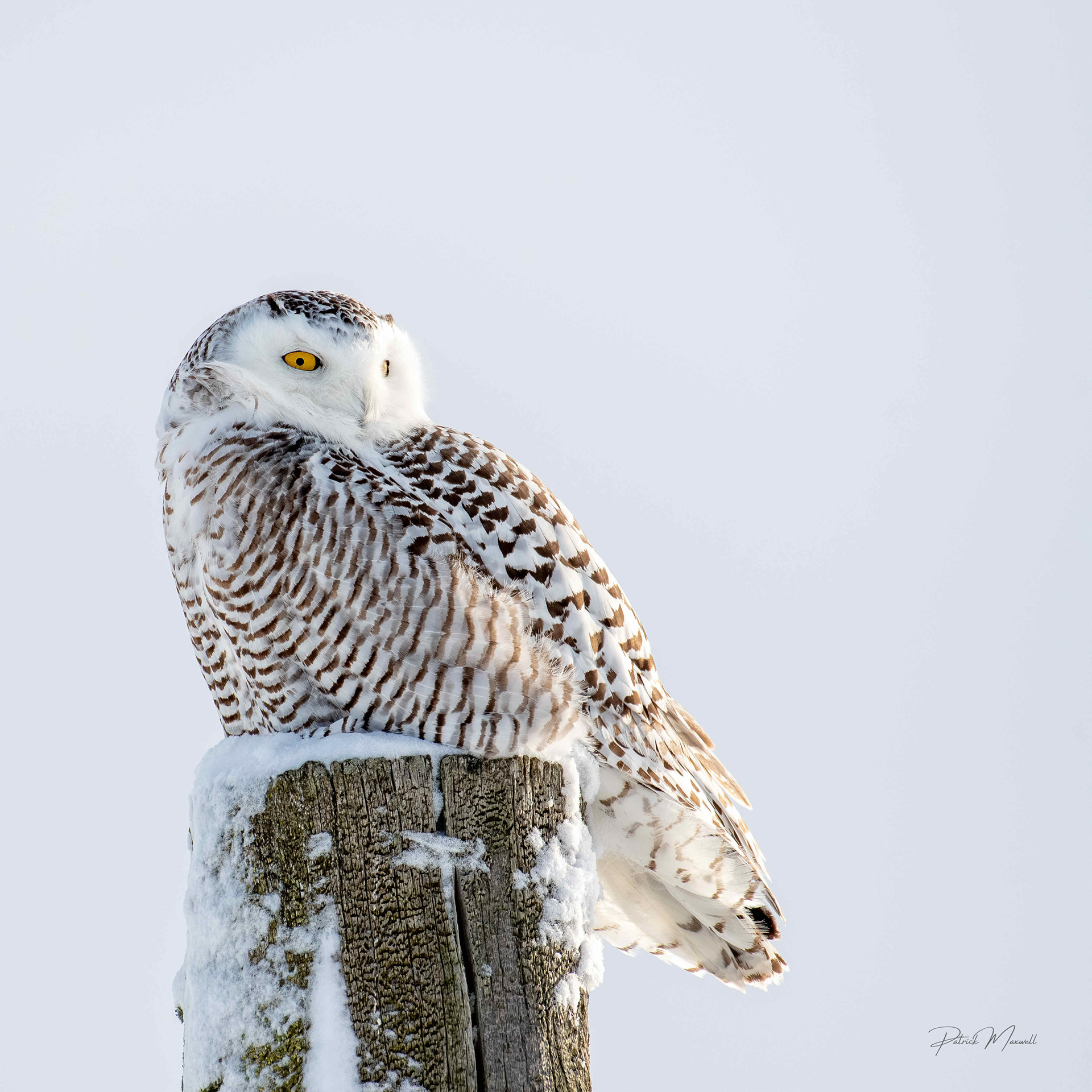 Snowy Owl