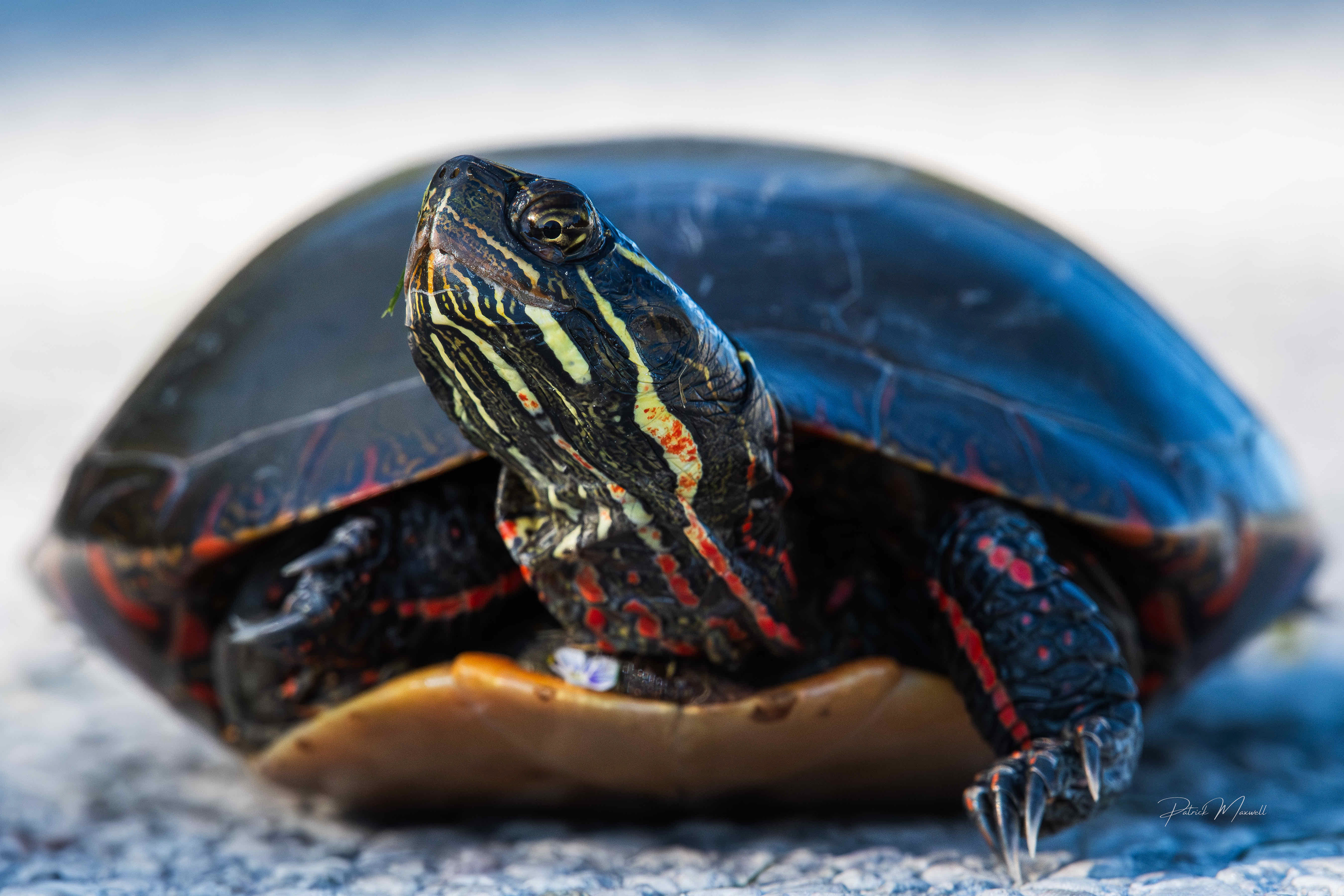 Painted Turtle
