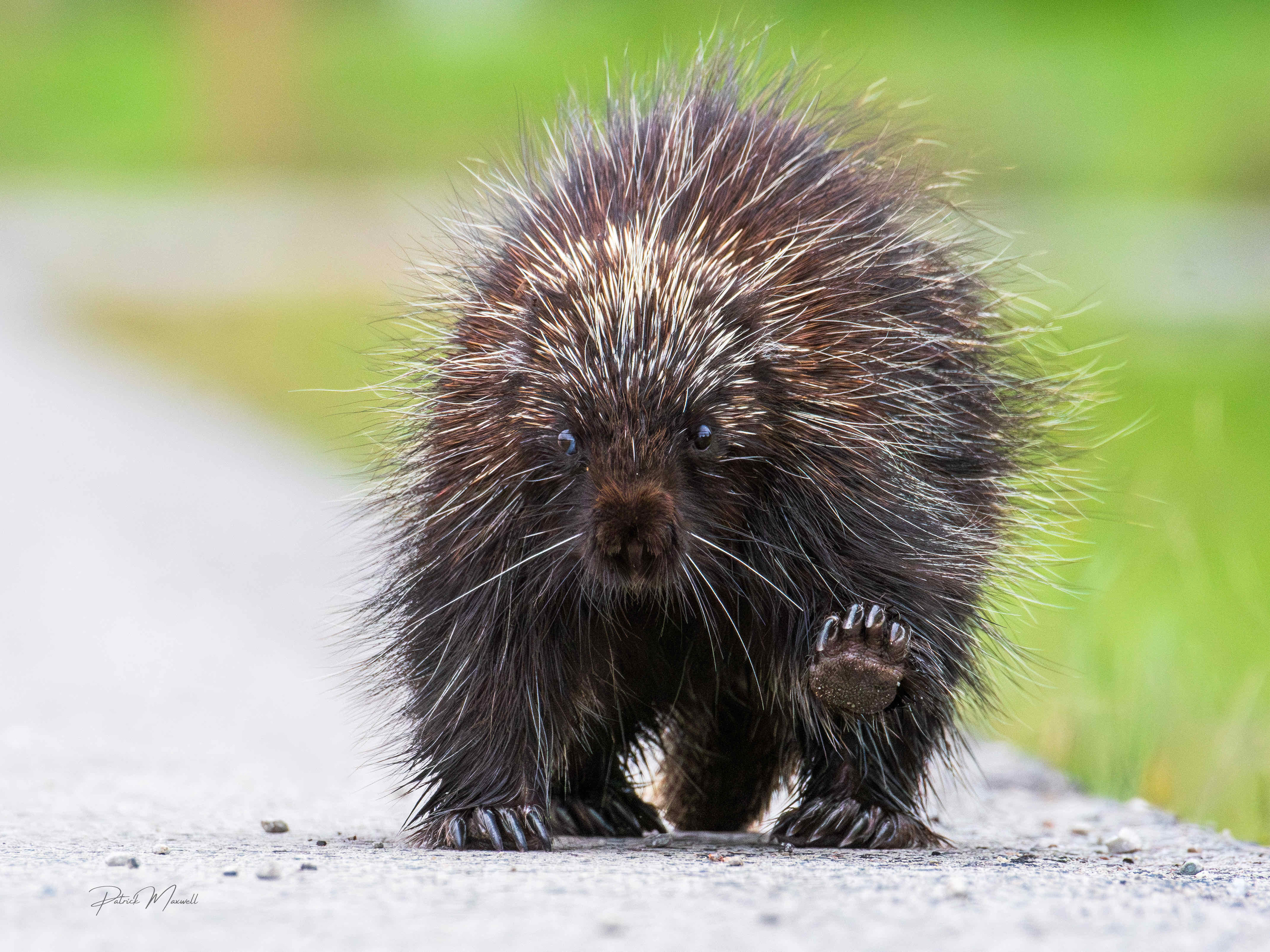 North American Porcupine