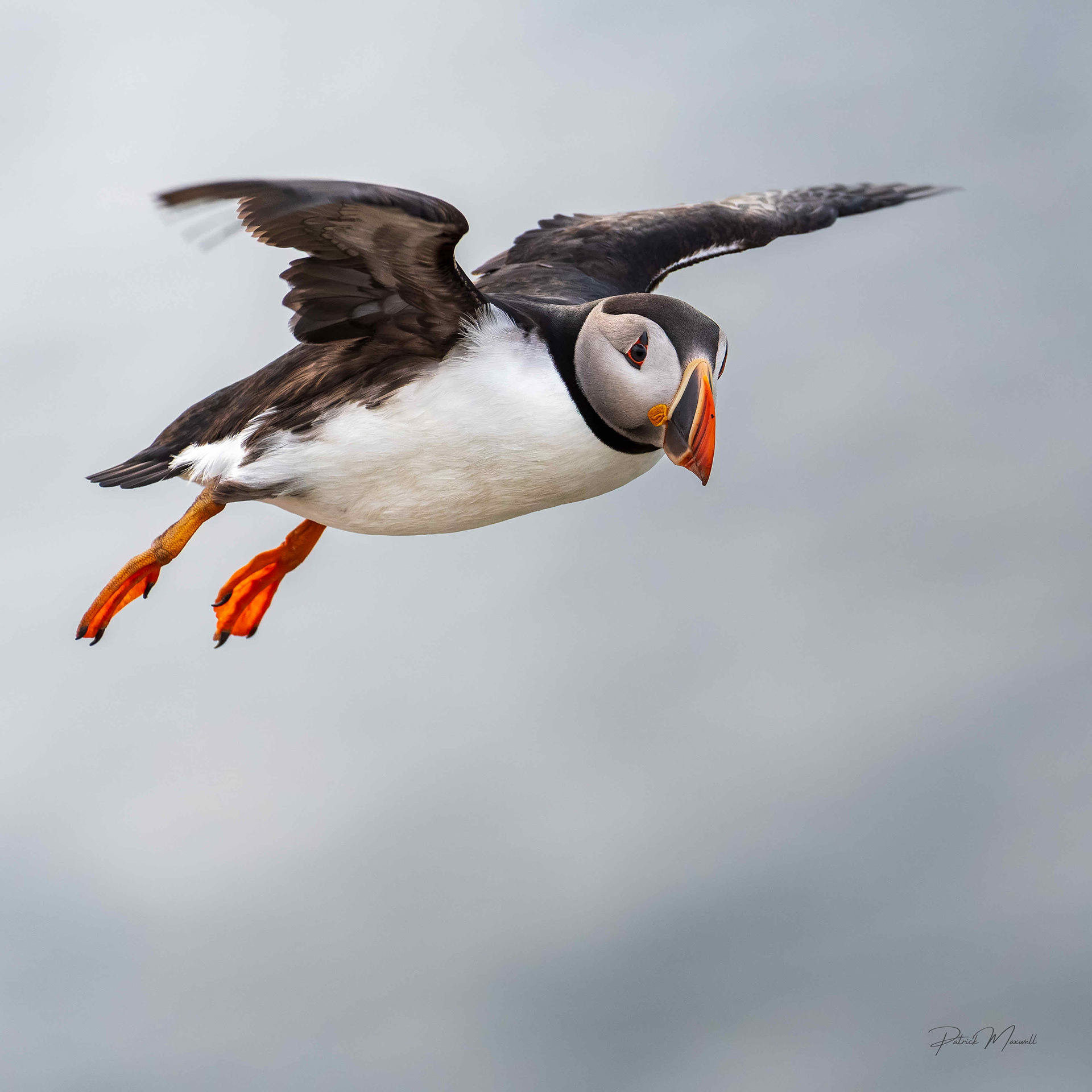 Atlantic Puffin