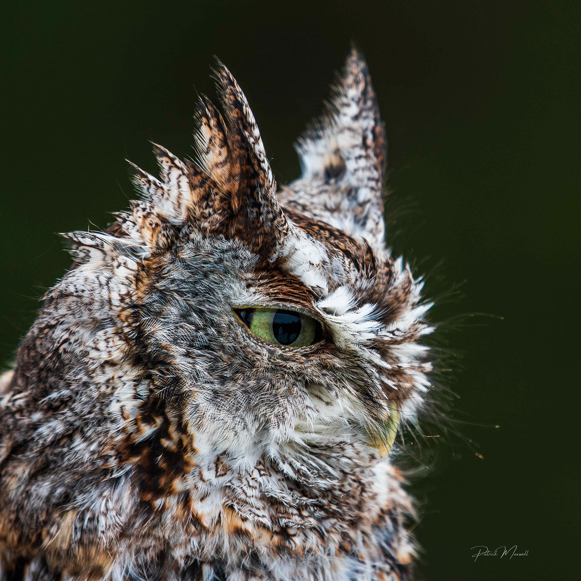 Eastern Screech Owl
