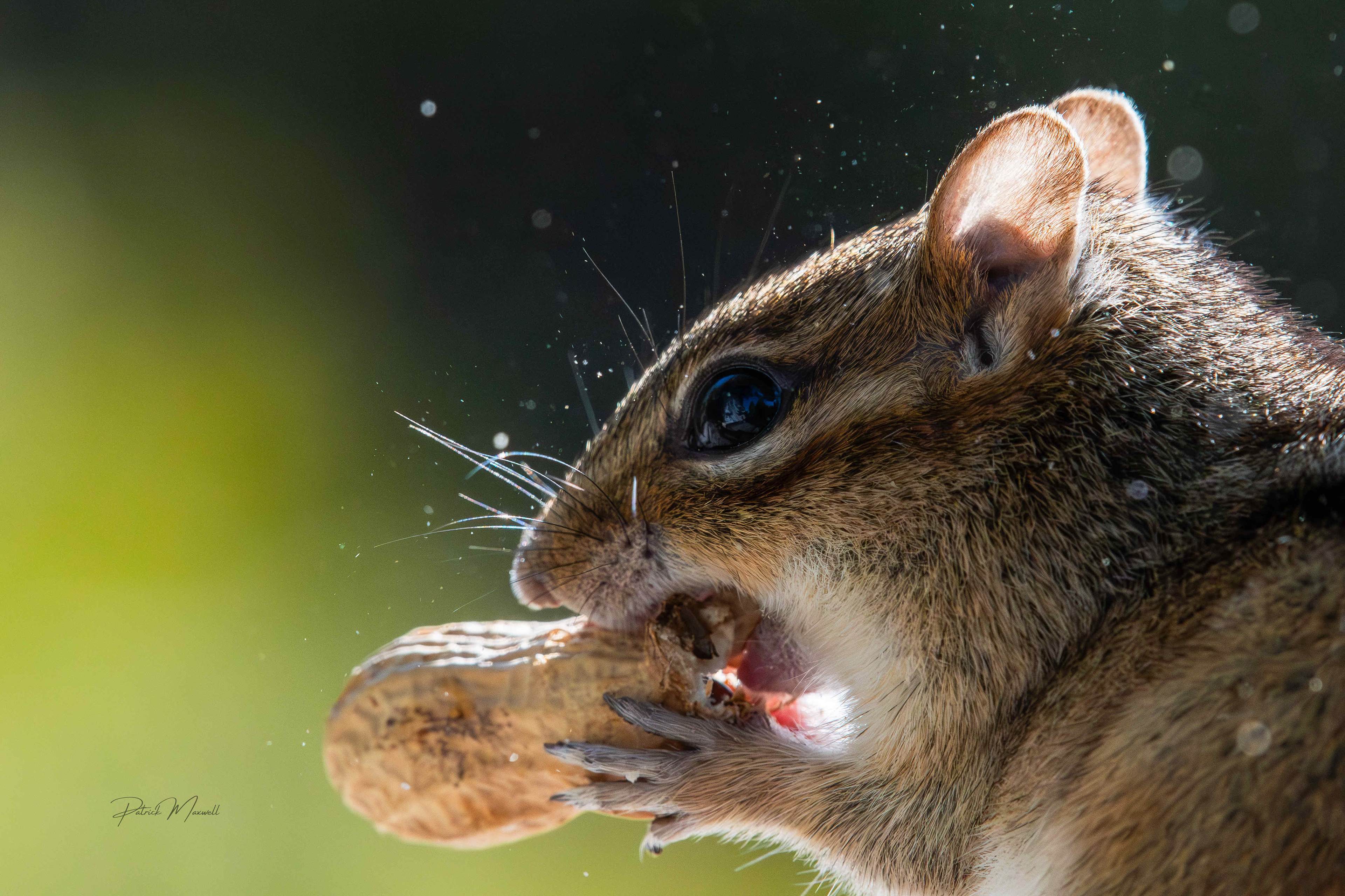 Eastern Chipmunk